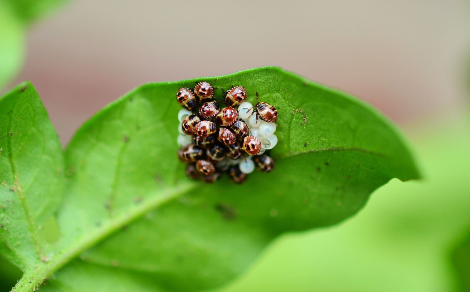 Nikon D5200 sample photo. Bugs, leaf bug, bug photography