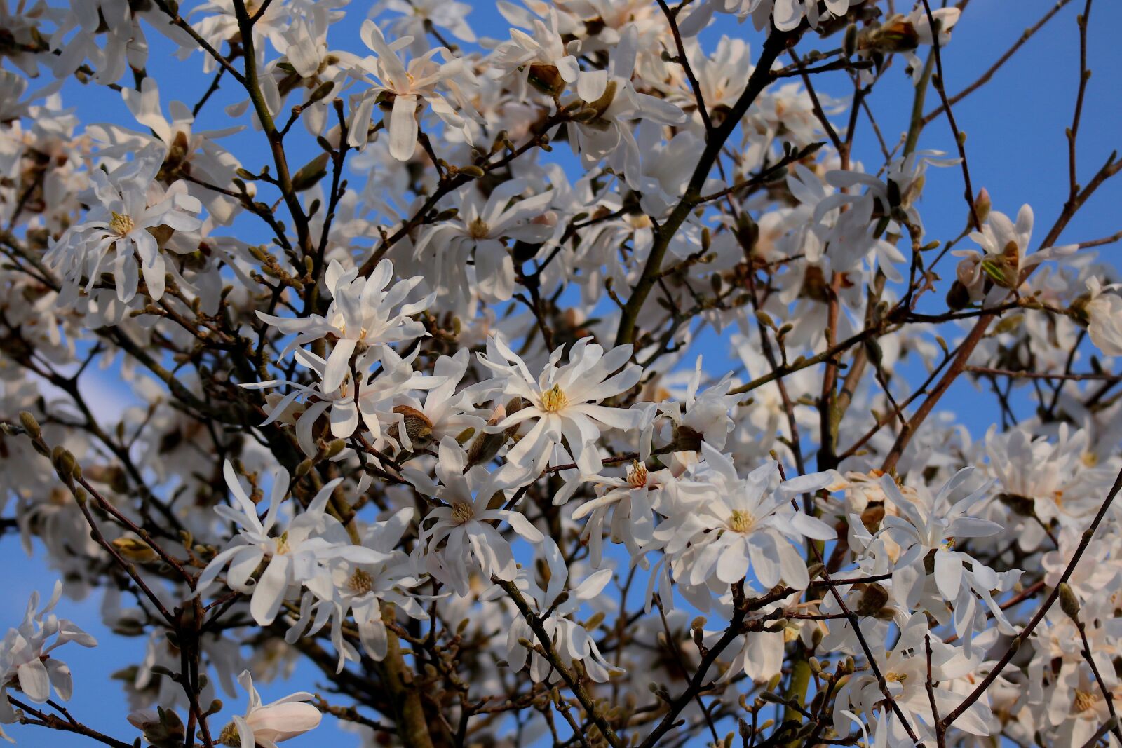 Canon EOS M100 sample photo. Magnolia, flowers, spring photography