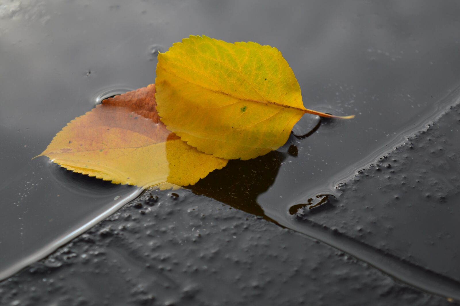 Nikon D3200 sample photo. Yellow, sheet, ice photography