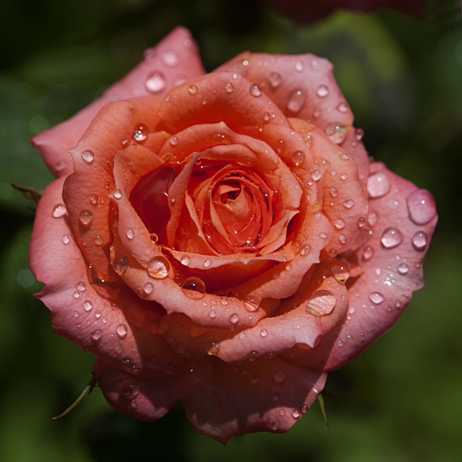 Canon EOS 5D Mark II + Canon EF 100mm F2.8 Macro USM sample photo. Rose, flower, red rose photography