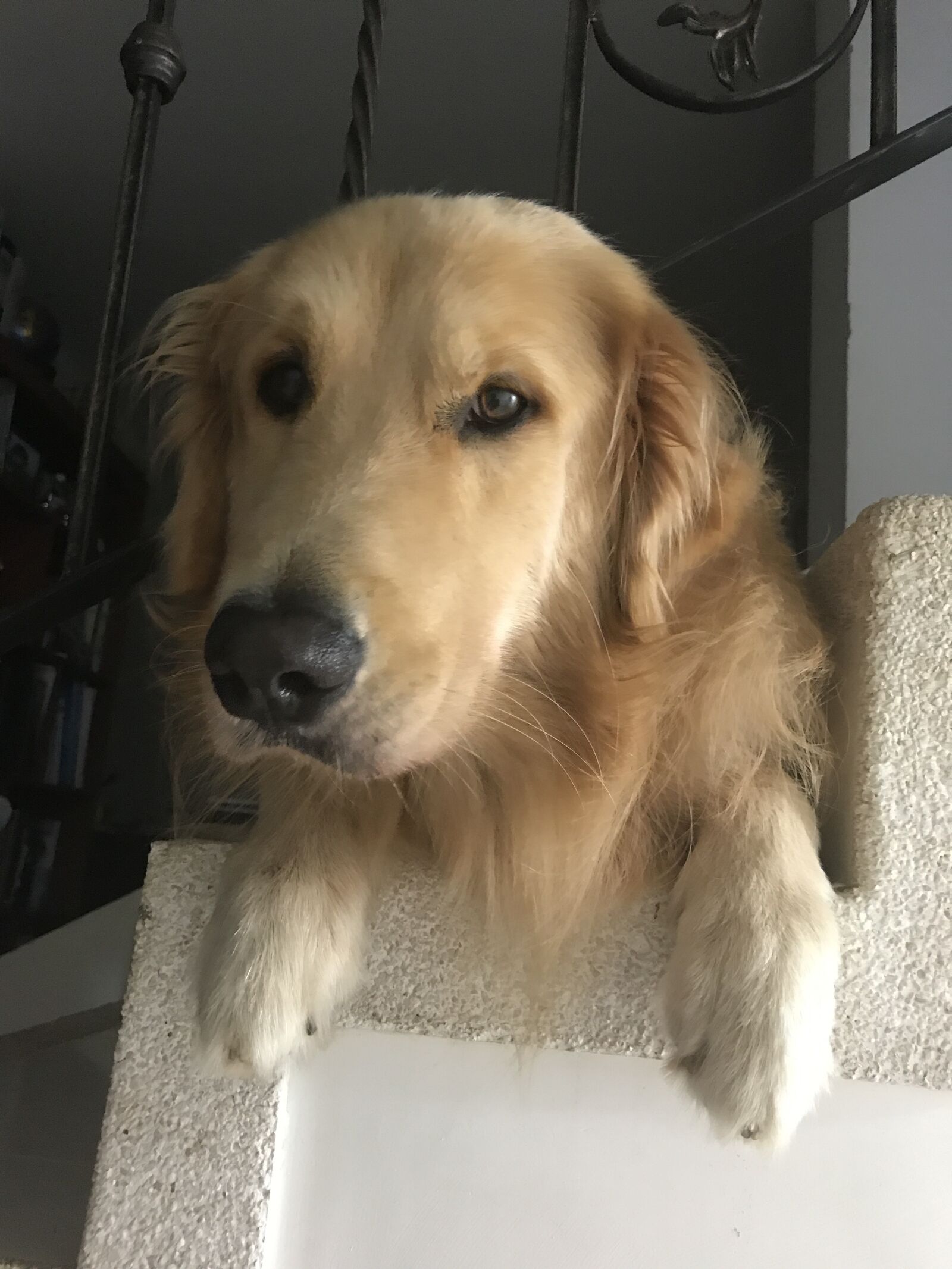 iPhone 7 back camera 3.99mm f/1.8 sample photo. Golden, asper, dogs photography