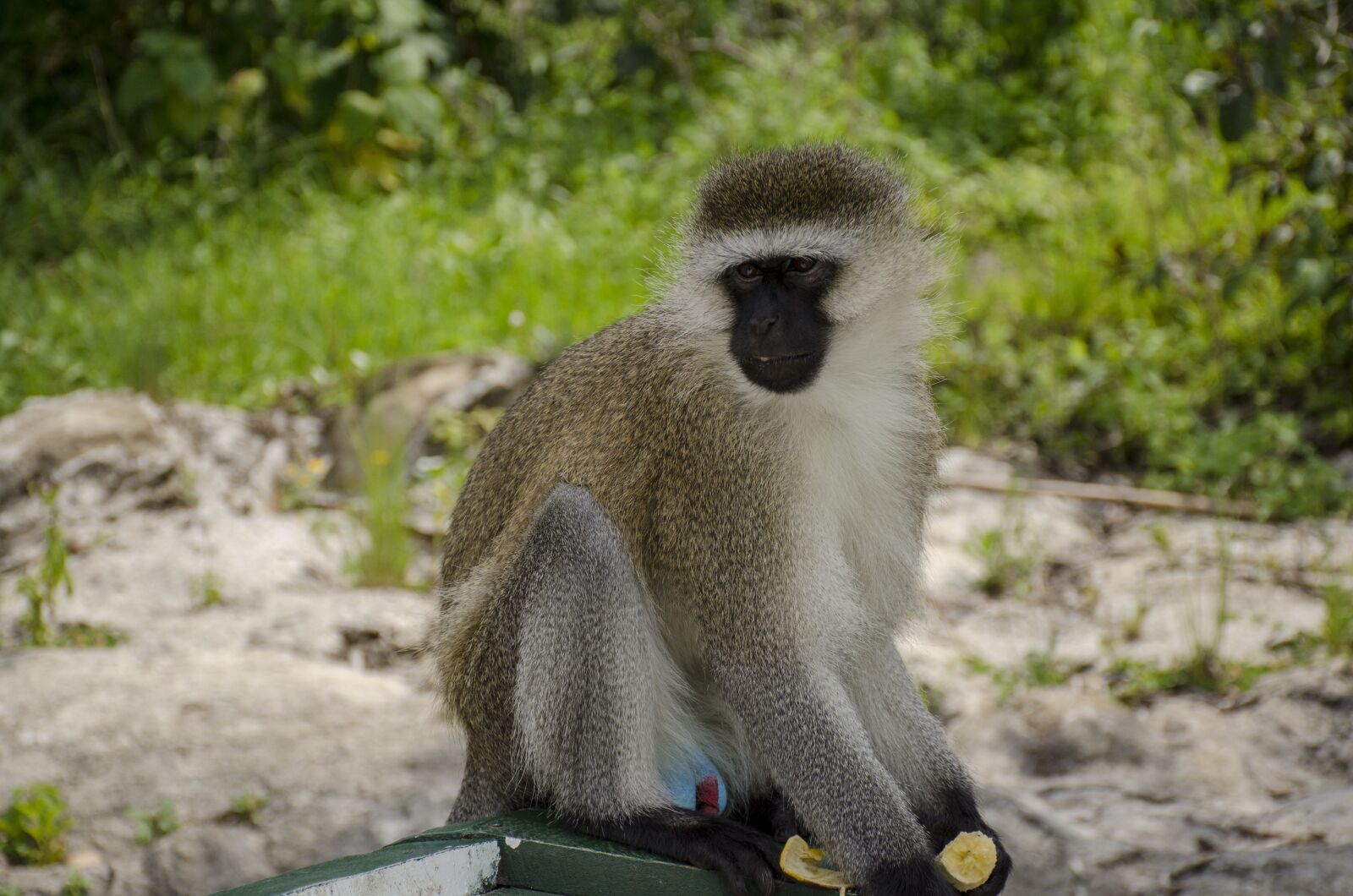 Nikon D7000 sample photo. Monkey, wildlife, nature photography
