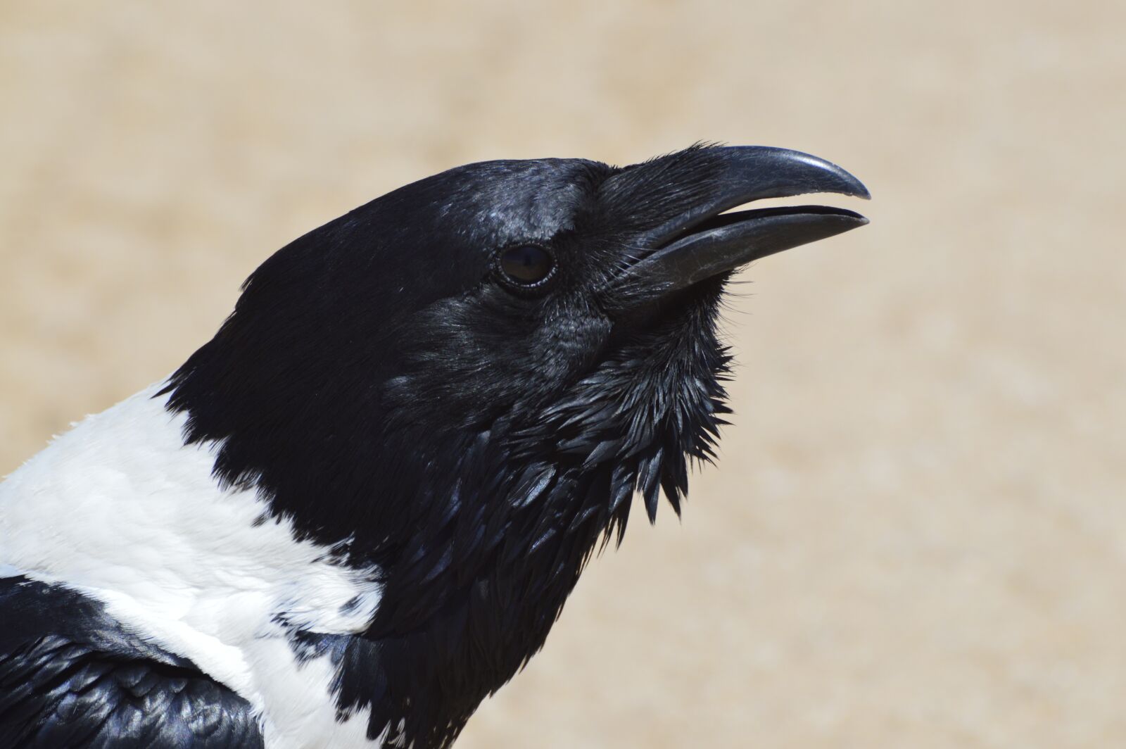 Nikon D3200 sample photo. Bird, animal world, animal photography