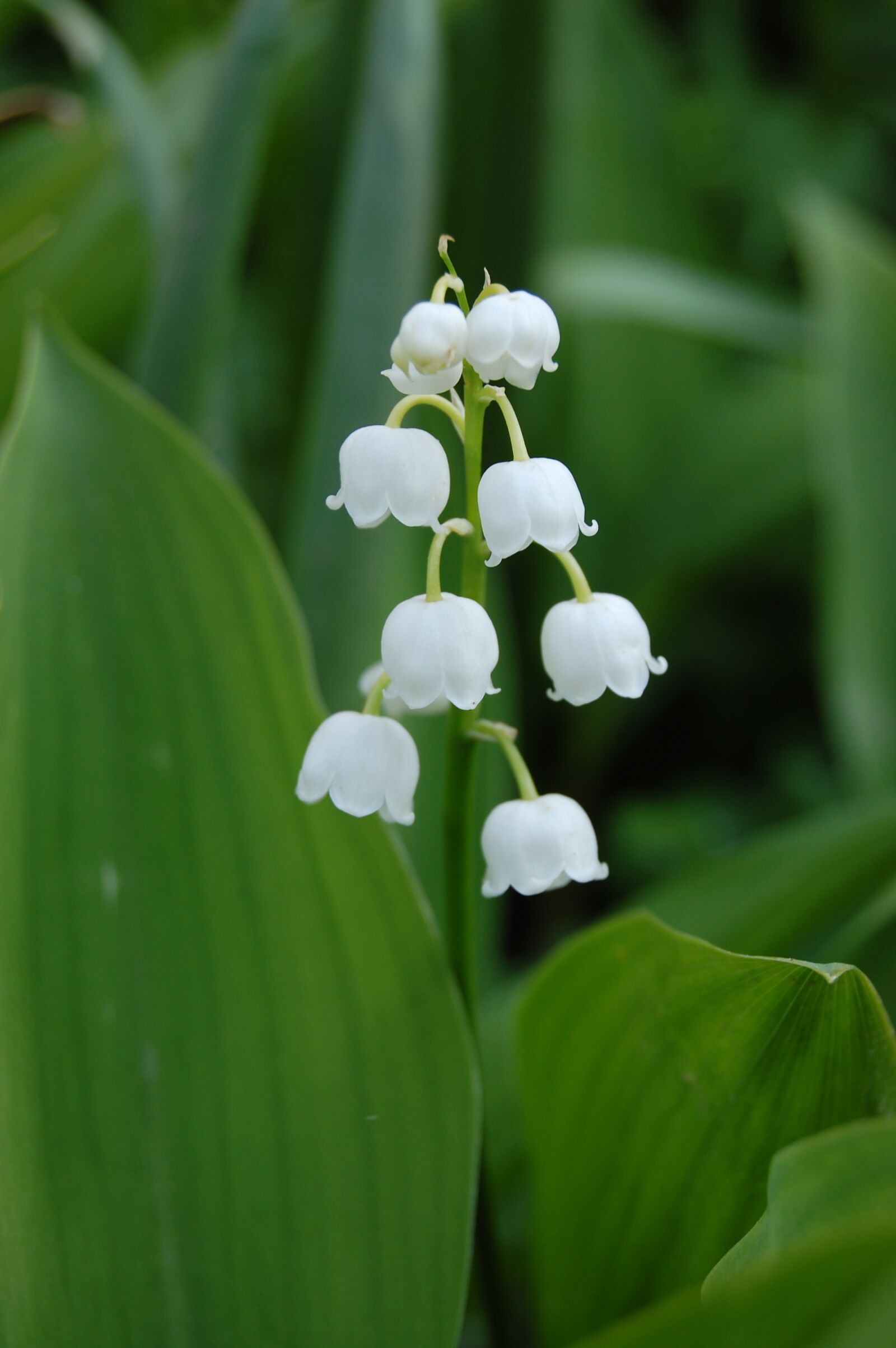 Nikon D40 sample photo. Flower, hyacinth, garden photography