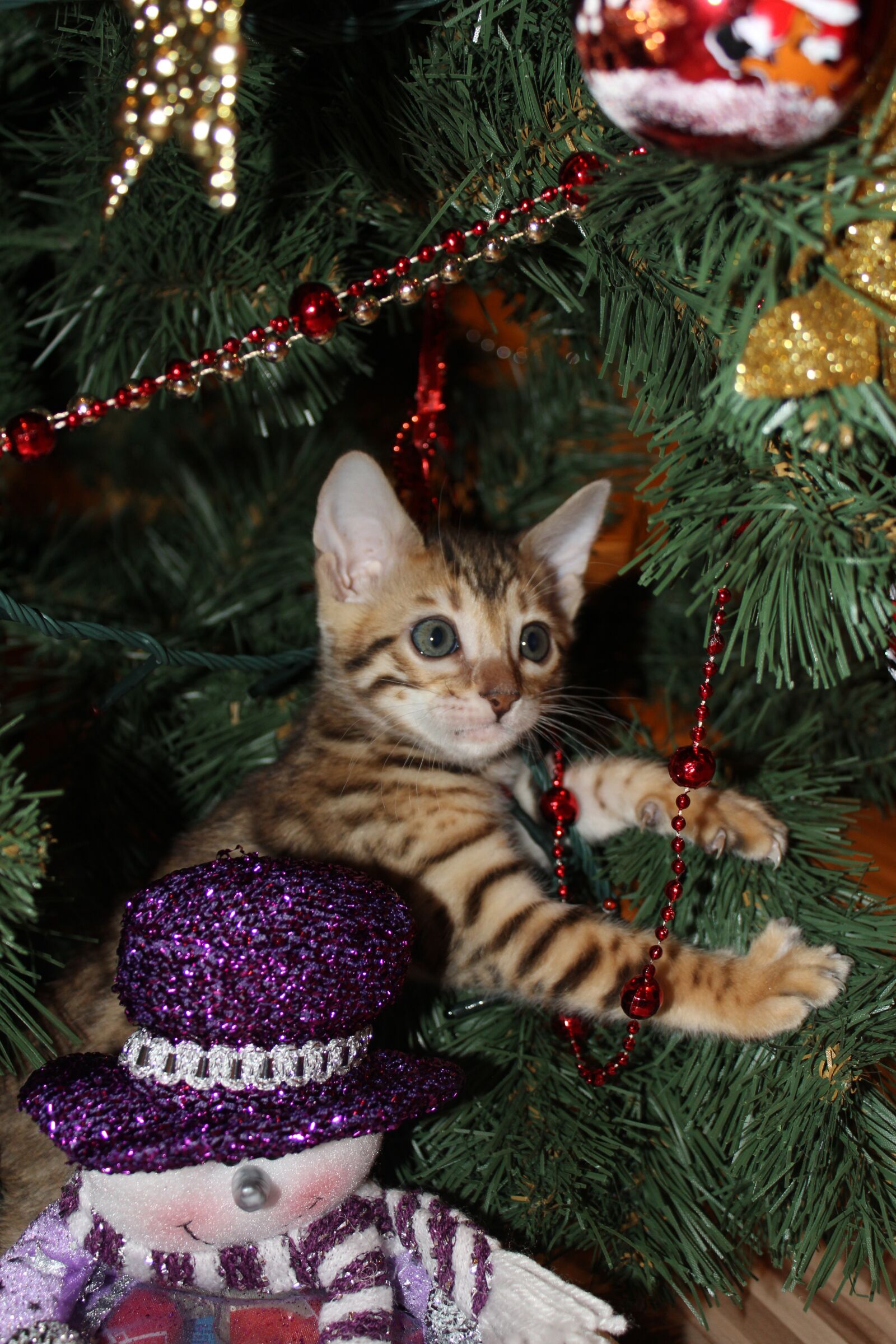 Canon EOS 60D sample photo. Kitten, new year's eve photography