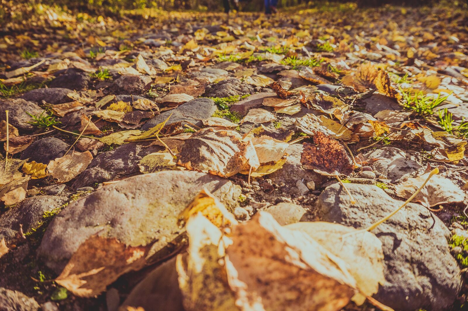 Sony Alpha a5000 (ILCE 5000) sample photo. Autumn, leaves, road photography