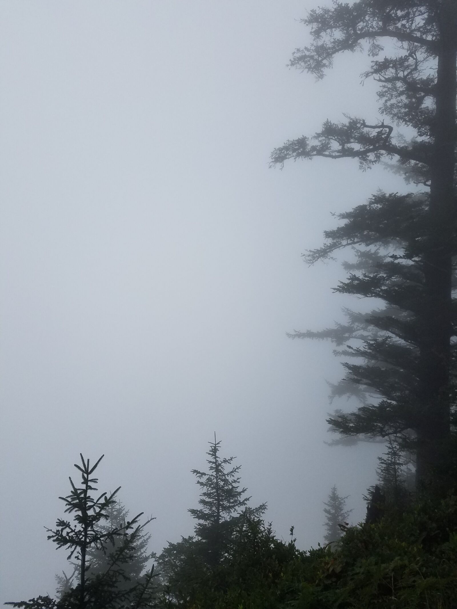 Samsung Galaxy S7 sample photo. Fog, trees photography