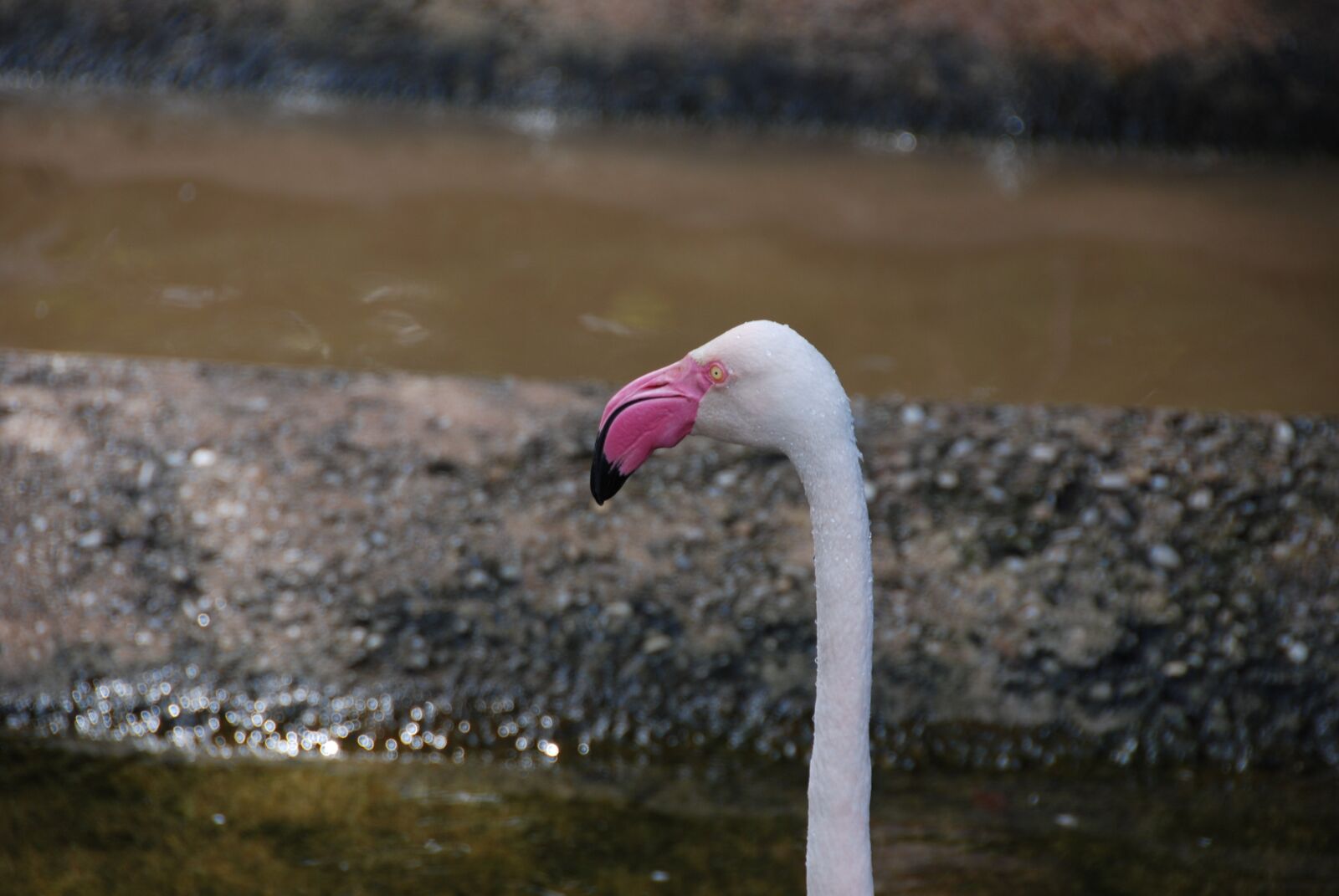 Nikon D80 sample photo. Flamingo, head, neck photography