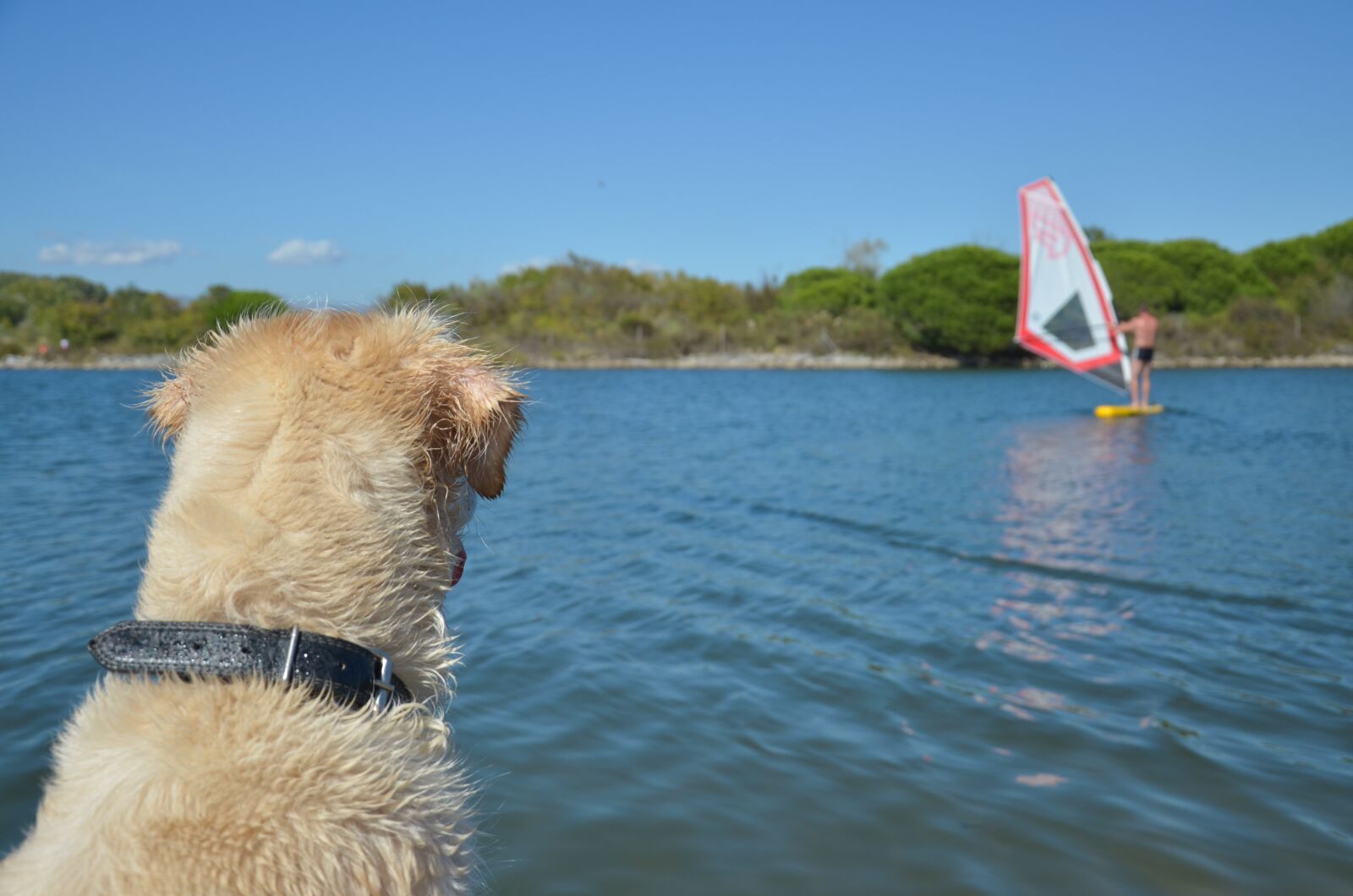 Nikon D5100 sample photo. Dog, golden retriever, pet photography