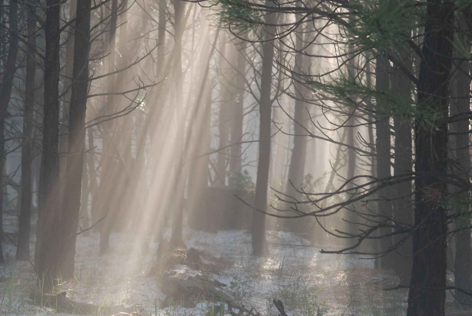 Nikon D80 sample photo. Light, forest, mist photography