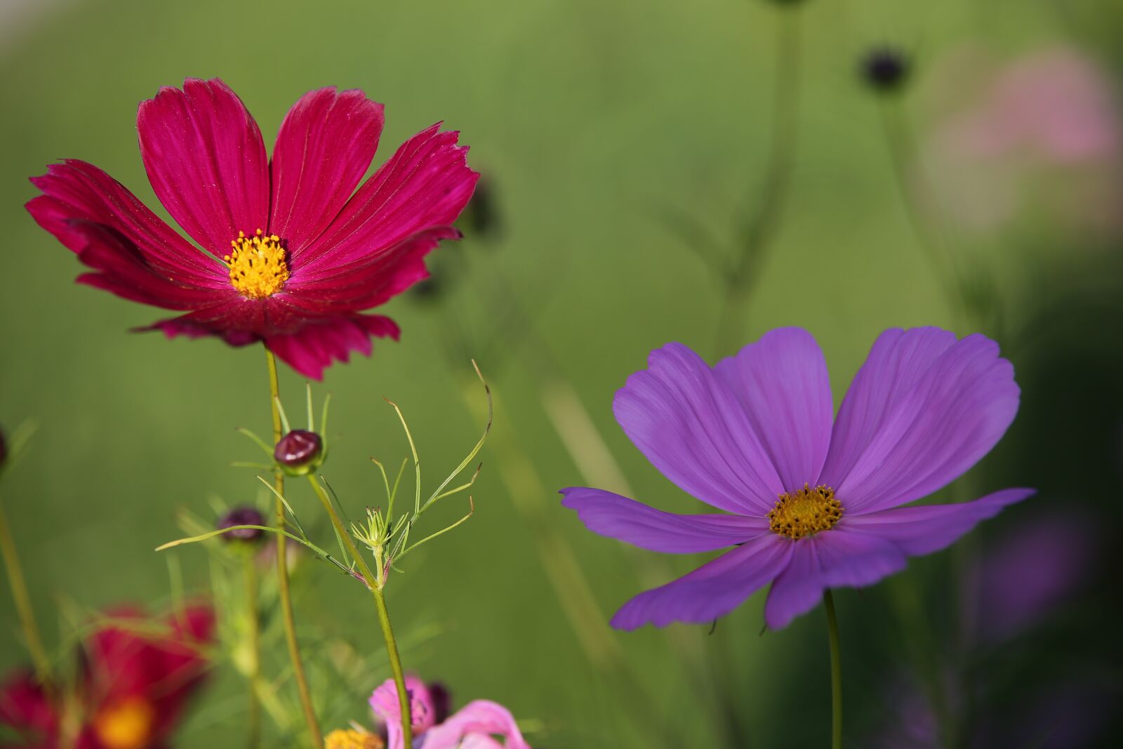 Tamron 70-210mm F4 Di VC USD sample photo. Cosmos flowers, flowers, plant photography