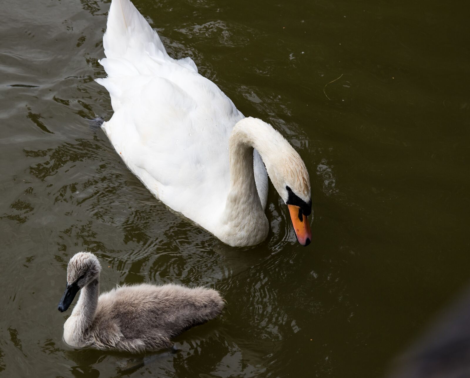Canon EOS 80D sample photo. Swan, swans, young animals photography