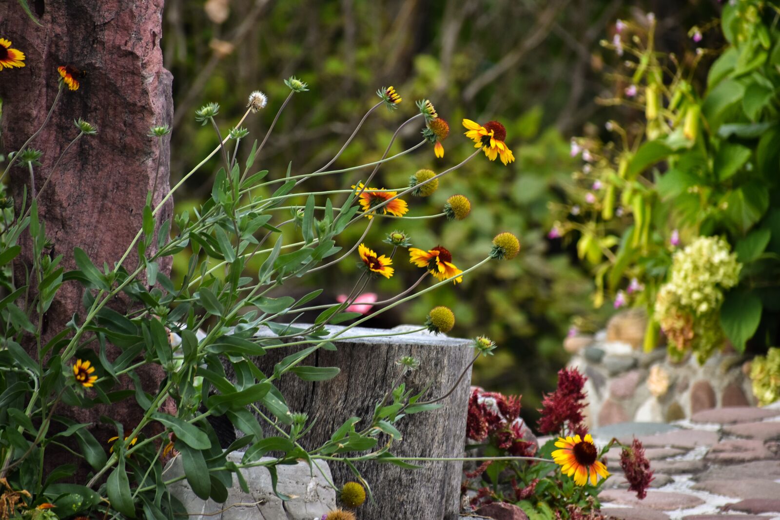 Nikon D3400 sample photo. Flowers, wood, nature photography