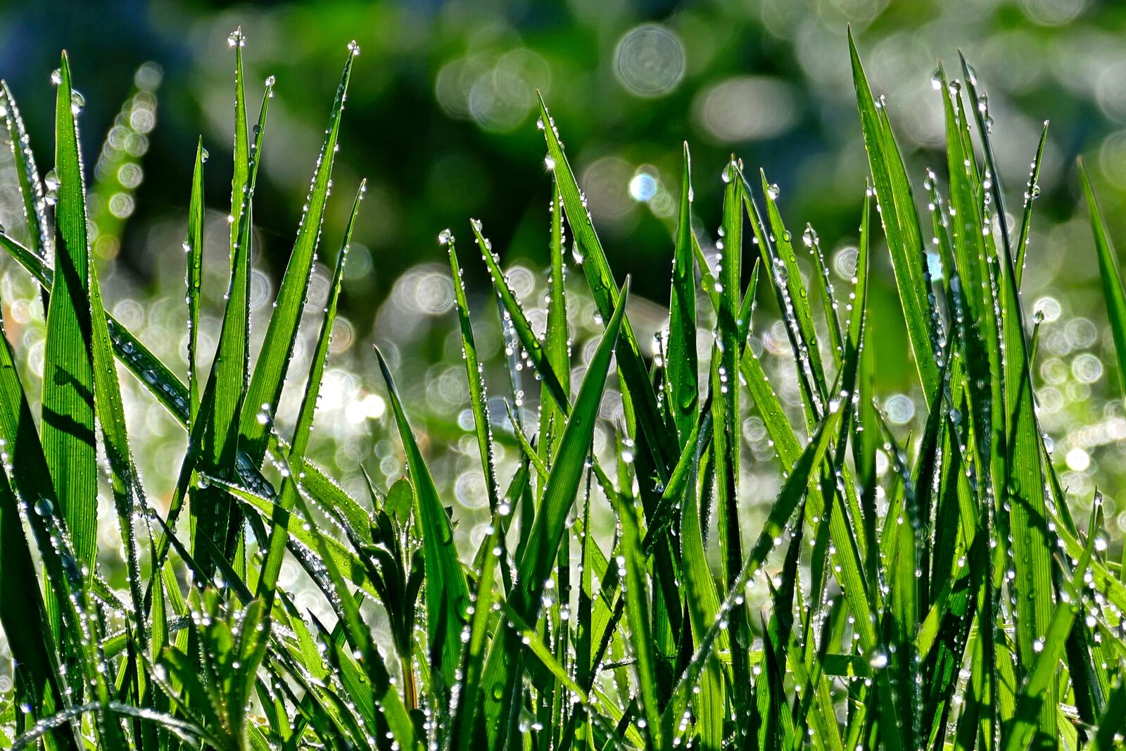 Panasonic Lumix DMC-FZ1000 sample photo. Grass, morgentau, bokeh photography