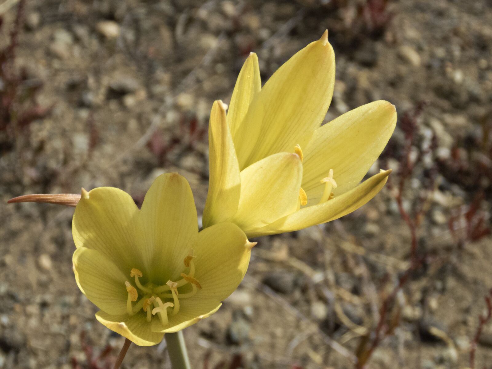 Canon PowerShot SX60 HS sample photo. Flower, macro, yellow photography