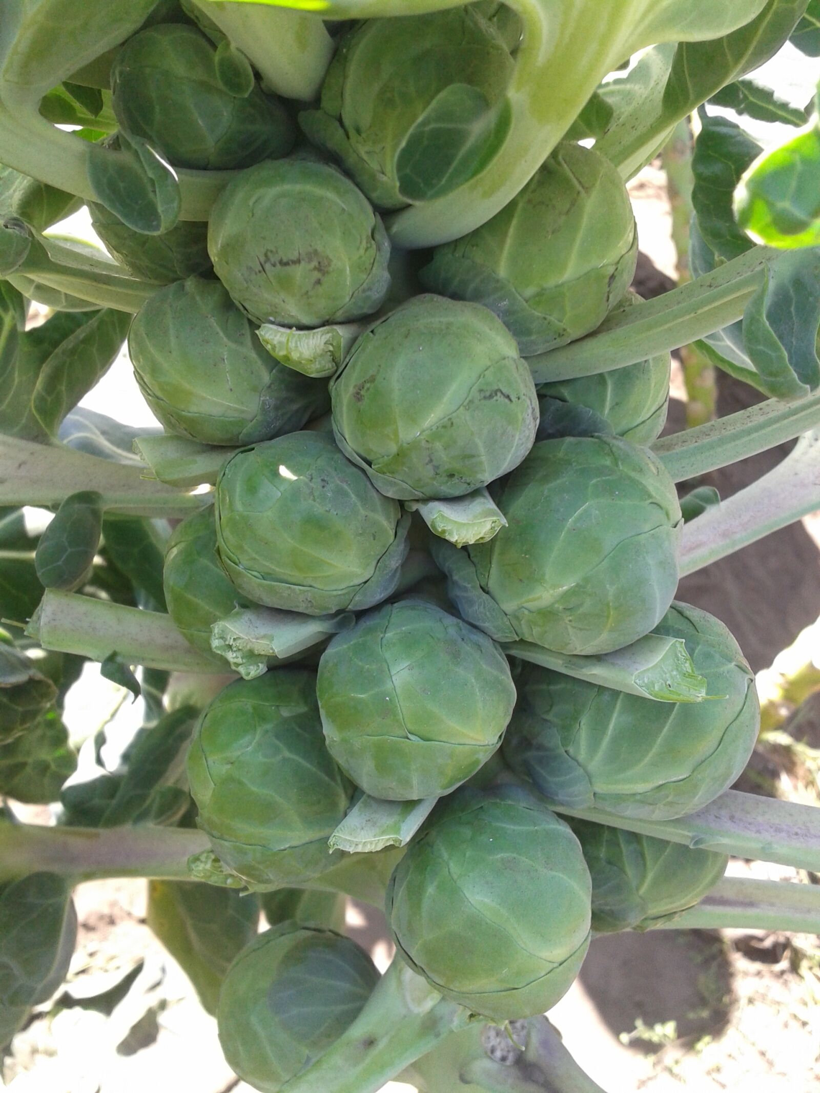 Samsung Galaxy S3 Mini sample photo. Brussels, vegetable, brussels sprouts photography