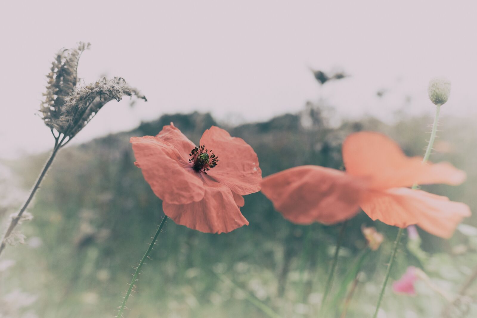 Fujifilm X-T2 + Fujifilm XF 16mm F1.4 R WR sample photo. Cornflower, poppy, klatschmohn photography