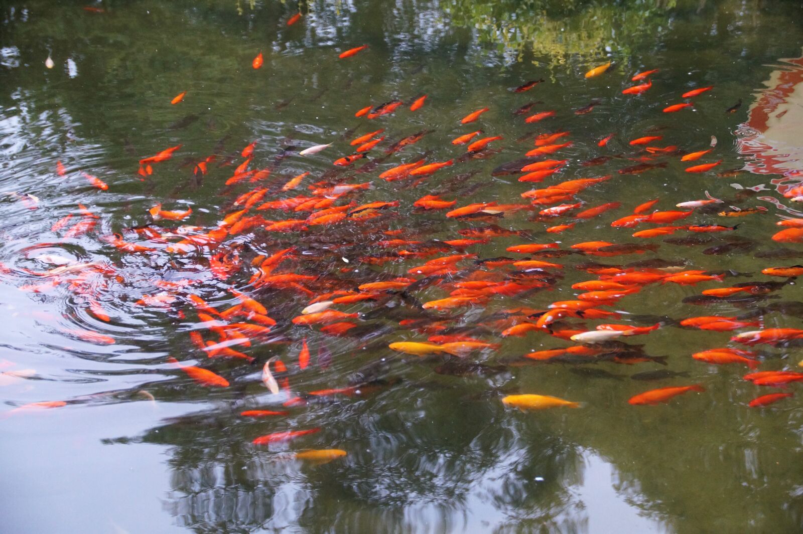 Sony SLT-A58 sample photo. Lagoon, fish, red photography