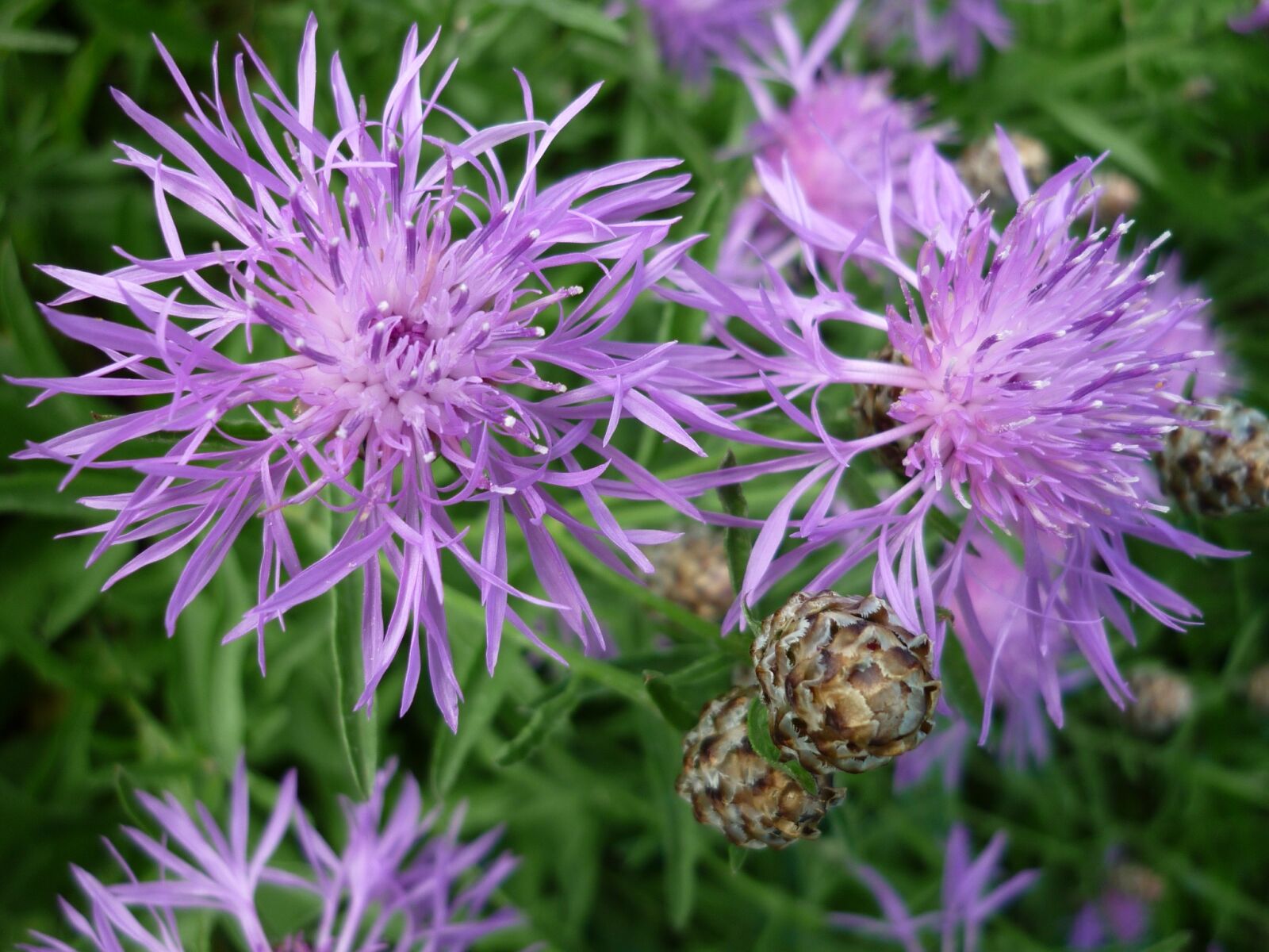 Panasonic Lumix DMC-FS6 sample photo. Widow, flower, purple photography
