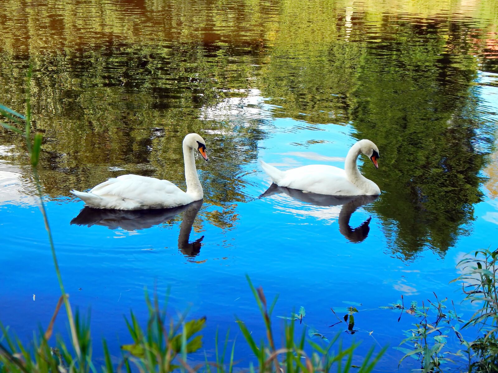 Nikon Coolpix L830 sample photo. Beautiful reflection, swan, water photography