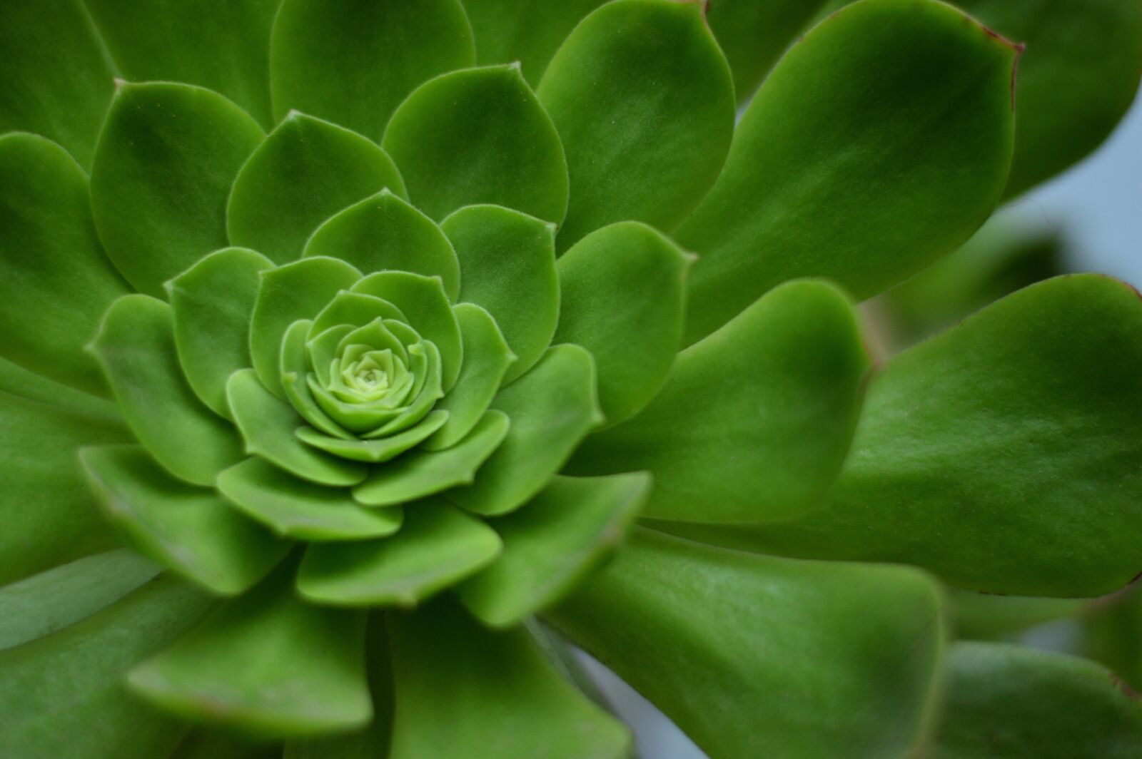 Nikon D3200 sample photo. Geometry, spiral, plant photography