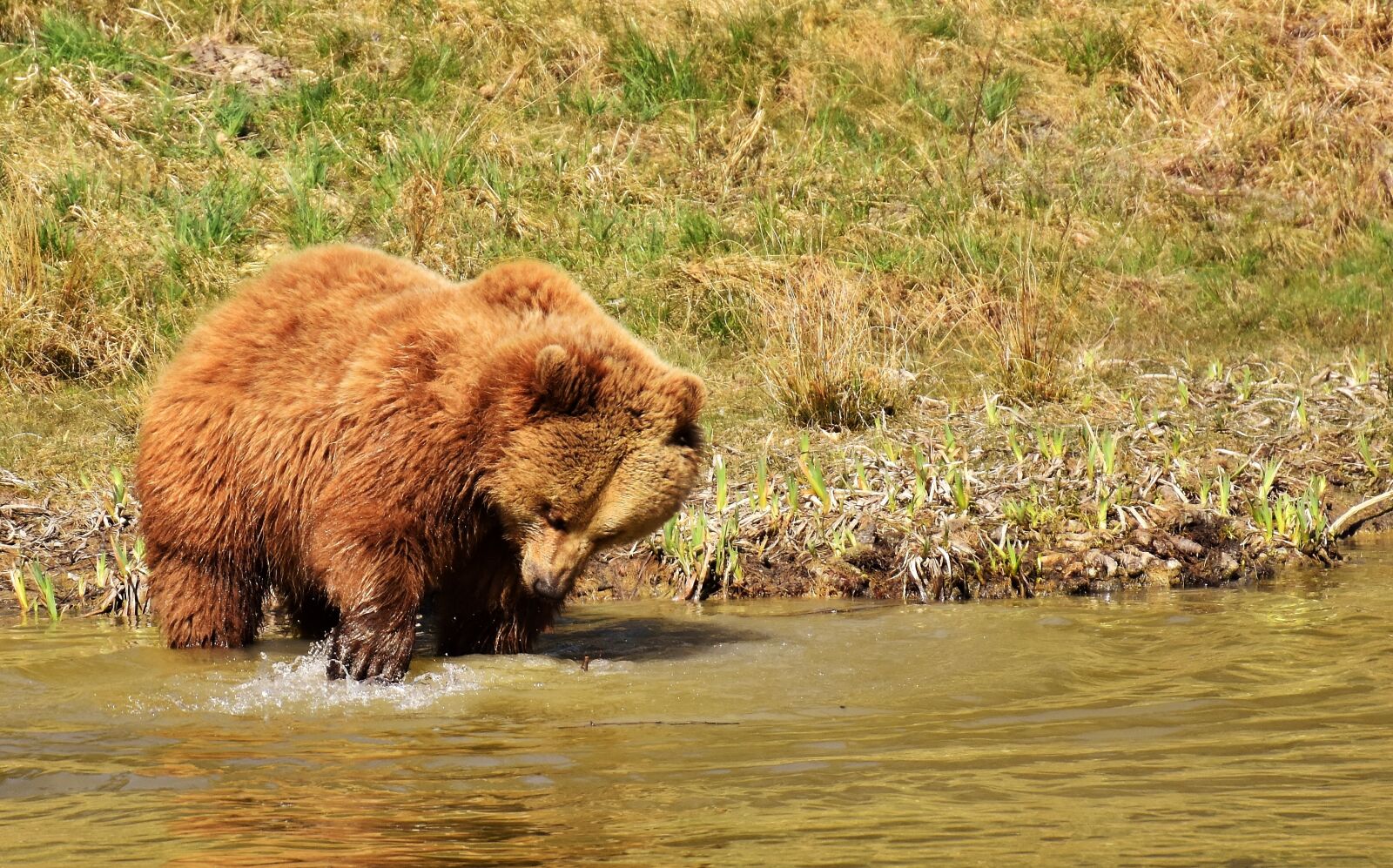 Nikon D7200 sample photo. European brown bear, wild photography