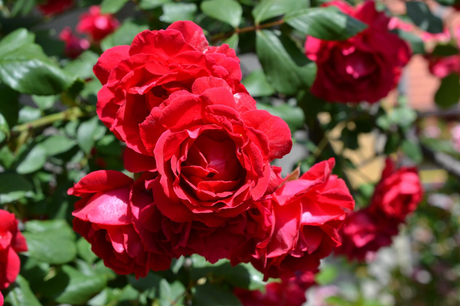 Nikon D3100 sample photo. Flowers, roses, plants photography