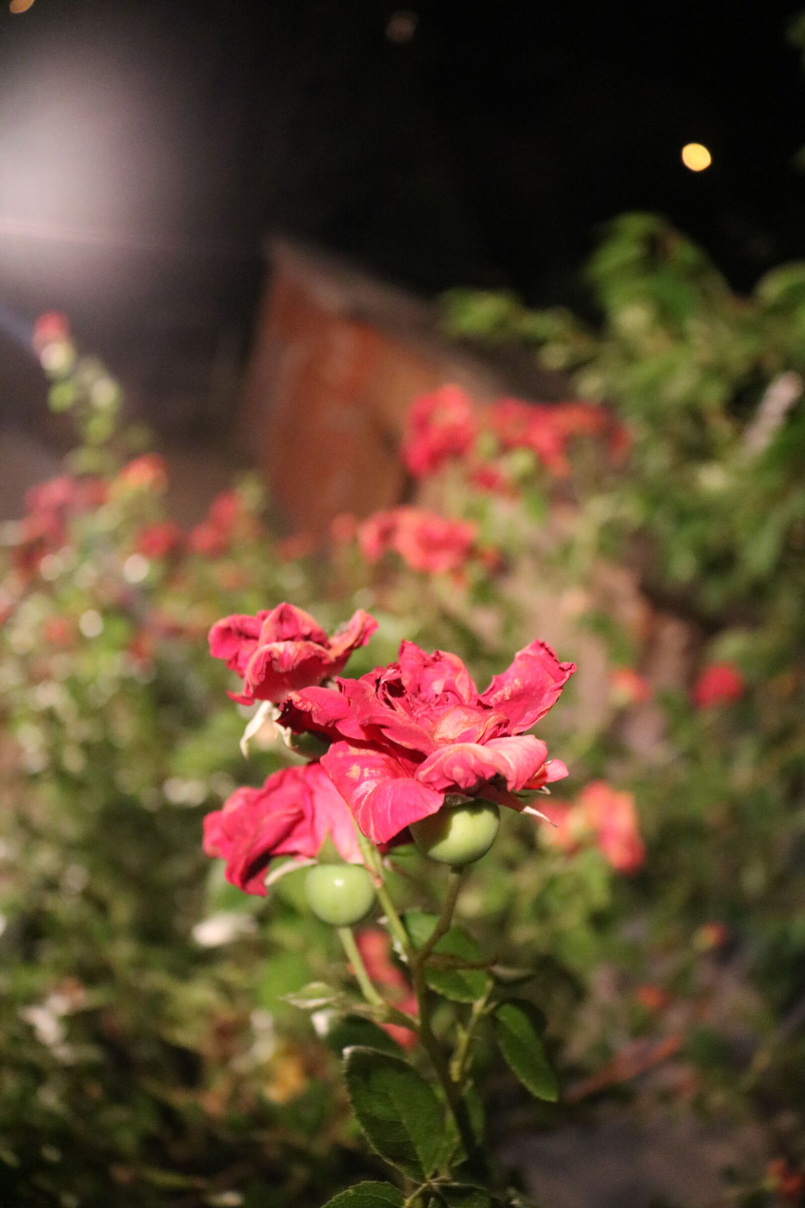Canon EOS 750D (EOS Rebel T6i / EOS Kiss X8i) sample photo. Black, dark, house, lamp photography