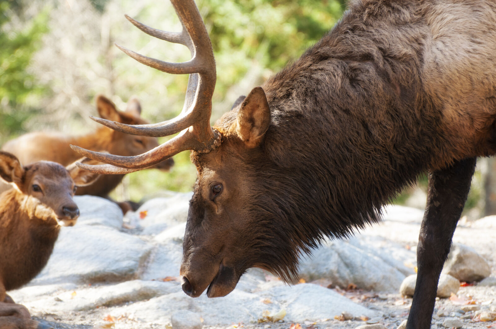 Nikon D300 sample photo. Animal, antlers, canada, deer photography