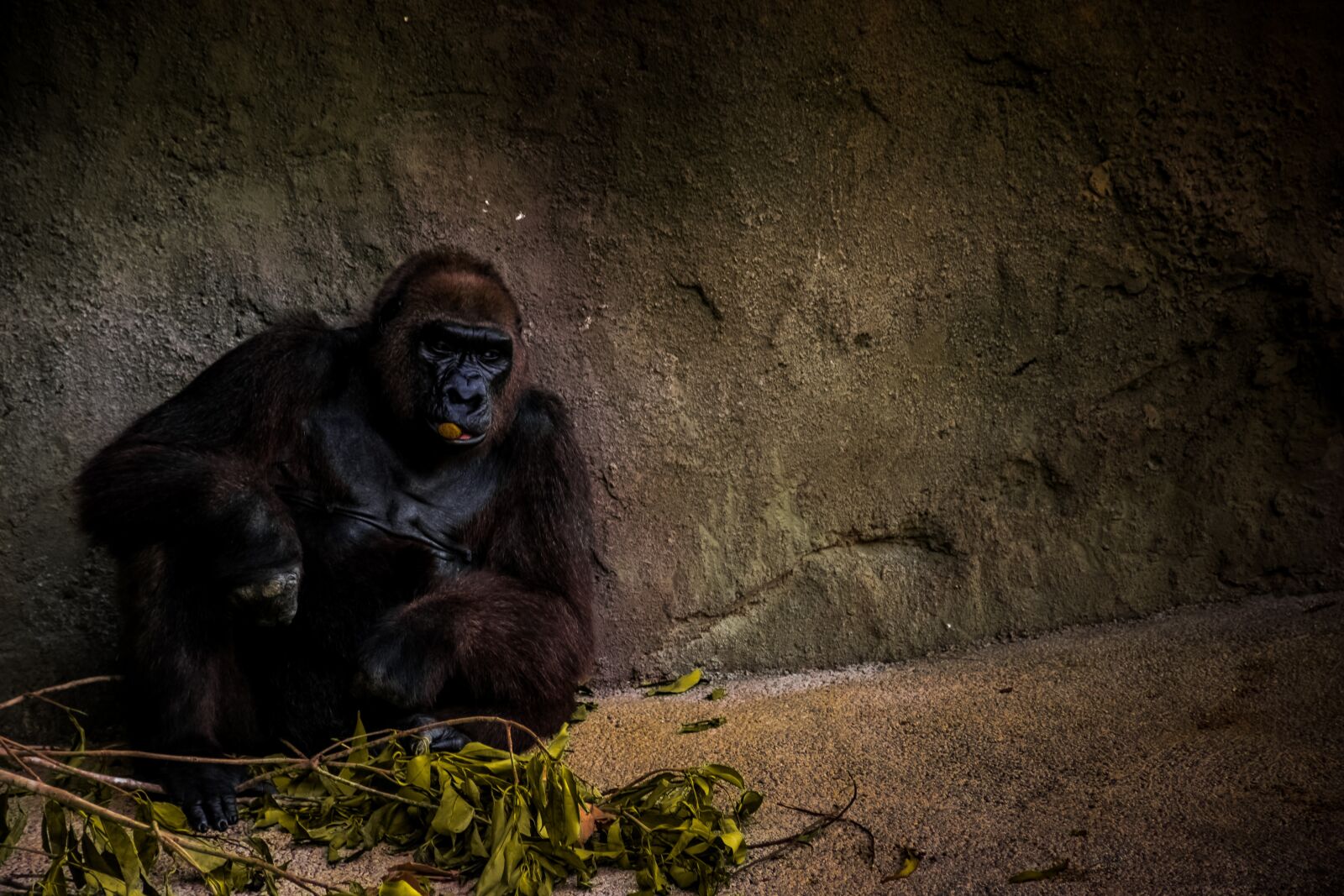 Nikon D5300 sample photo. Animal, ape, gorilla photography