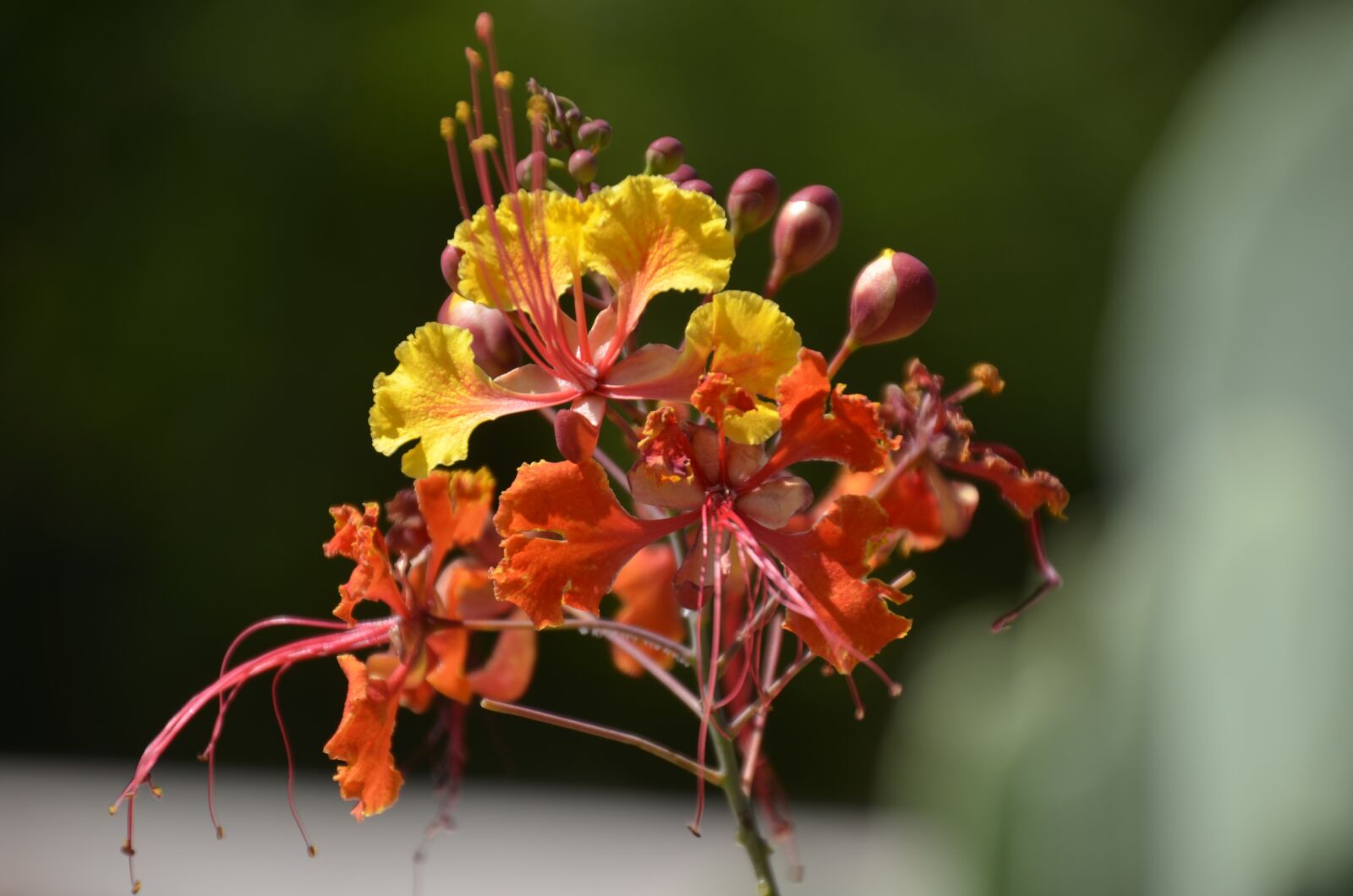Nikon D5100 sample photo. Flower, bird of paradise photography