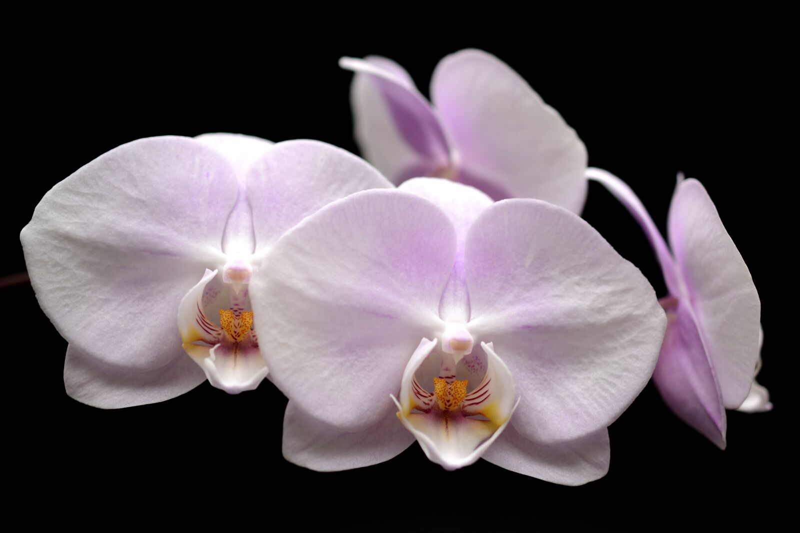 Nikon D7100 sample photo. Orchid, flower, blossom photography