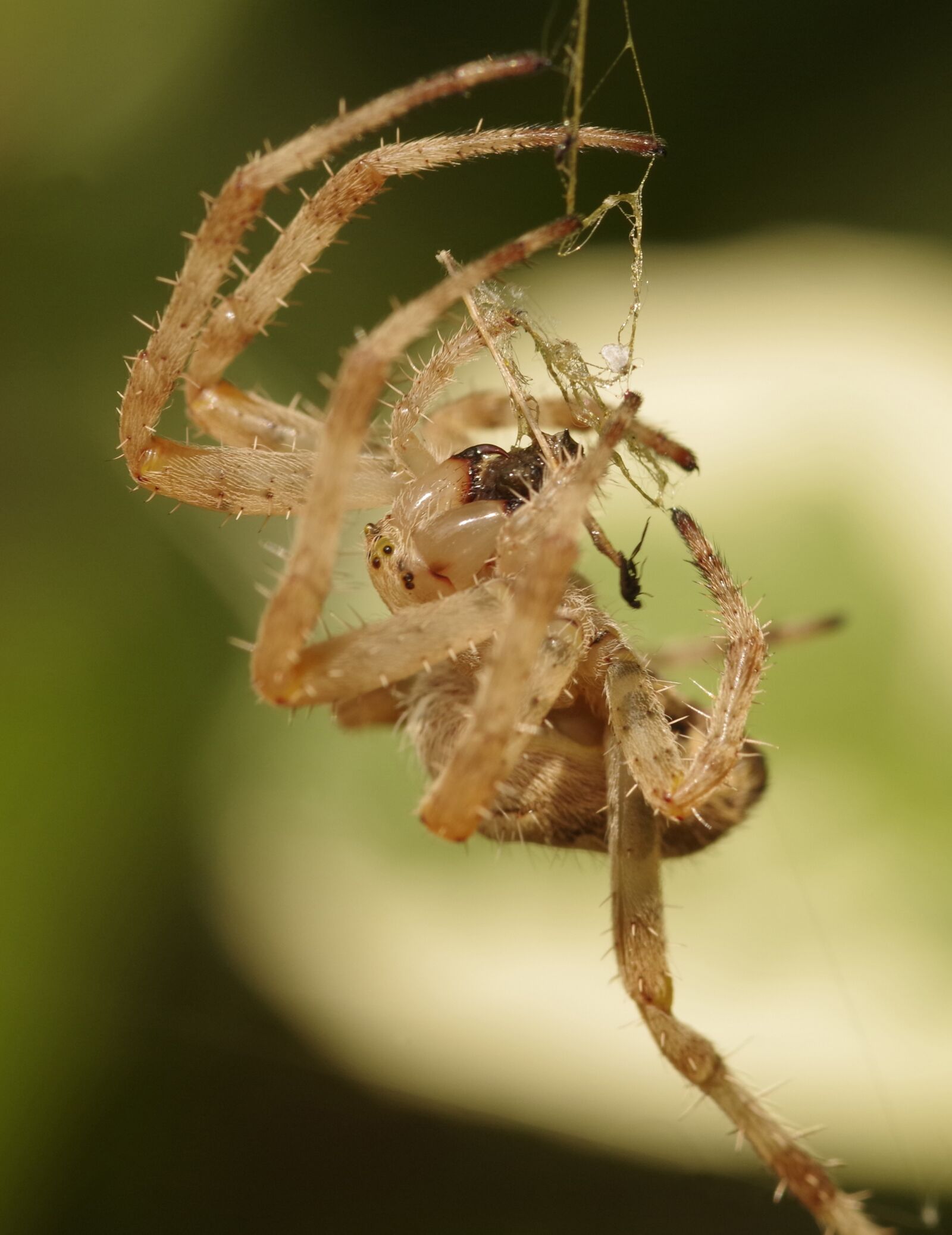 Pentax K-S1 sample photo. Garden spider, crowned orb photography