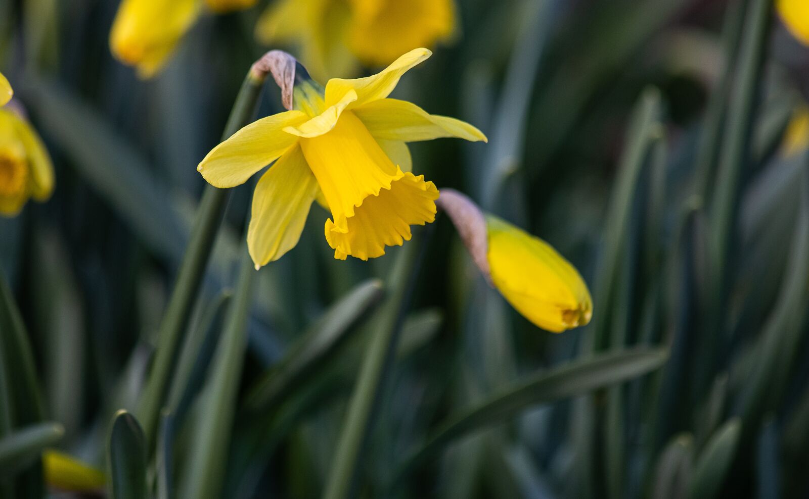 Canon EOS 6D Mark II sample photo. Narcissus, daffodil, ornamental plant photography