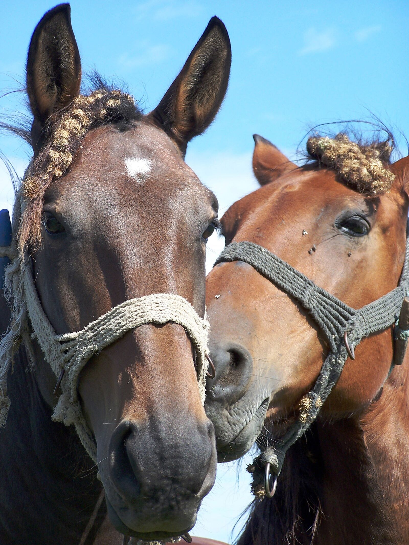 Kodak Z740 ZOOM DIGITAL CAMERA sample photo. Horse, ungulates, friendship photography