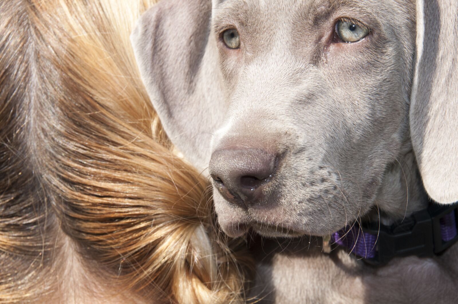 Nikon D300 sample photo. Animals, dog, a friend photography