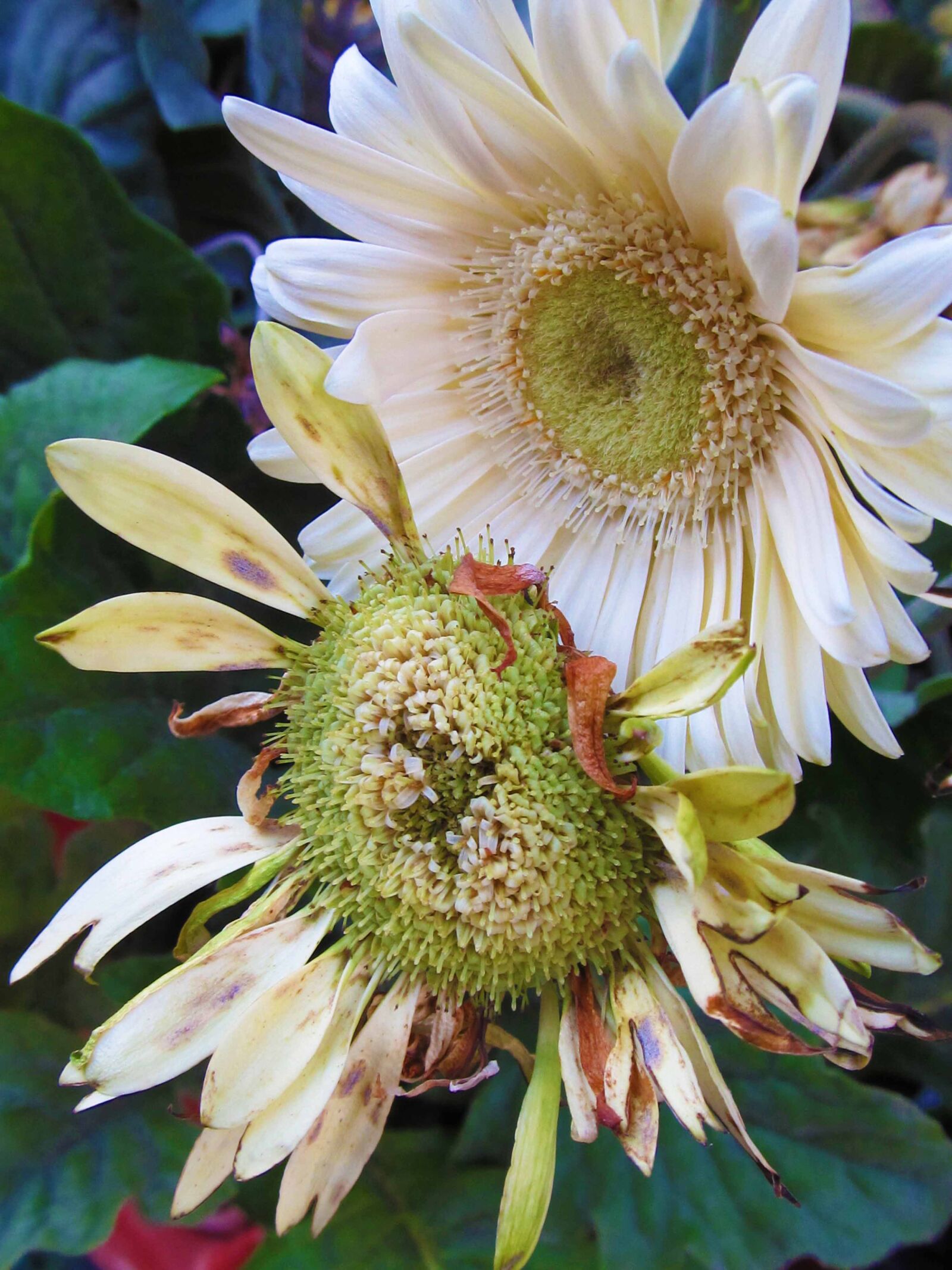 Canon PowerShot SX130 IS sample photo. Flowers, white photography