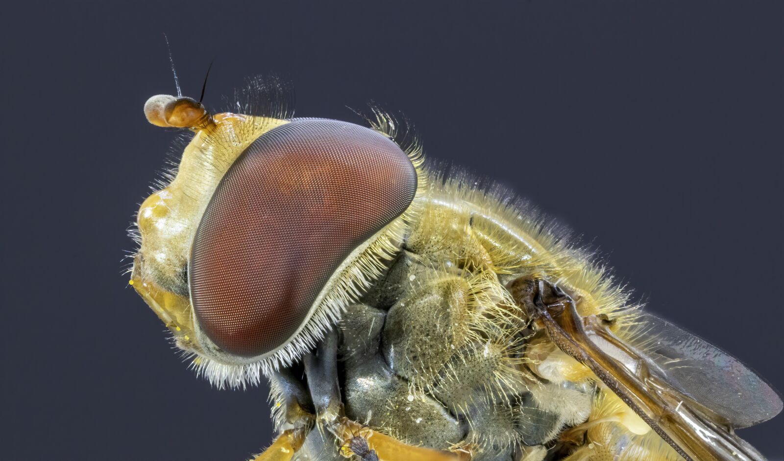 Canon MP-E 65mm F2.5 1-5x Macro Photo sample photo. Hoverfly, insect, nature photography