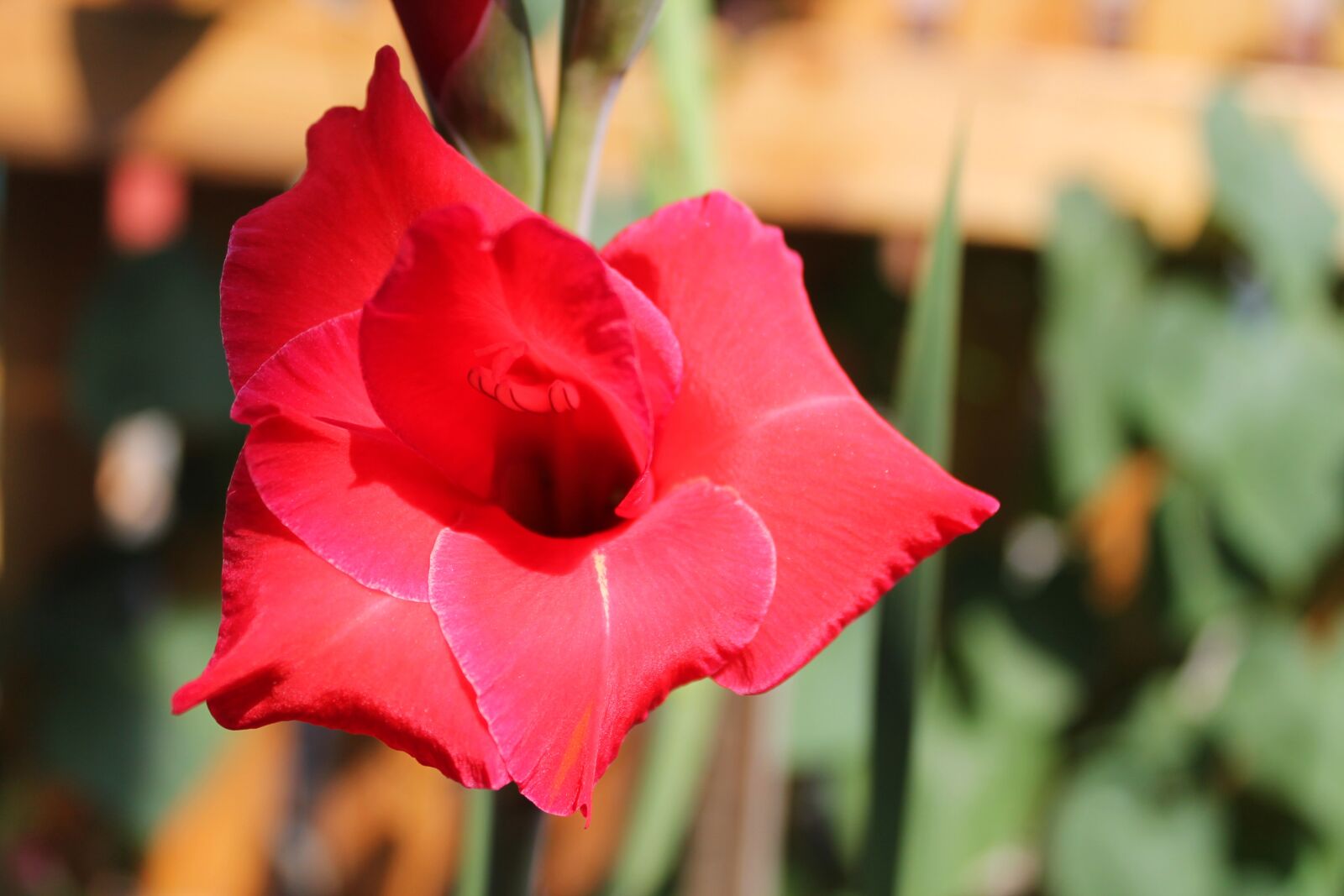 Canon EOS 1100D (EOS Rebel T3 / EOS Kiss X50) sample photo. Color, summer, flower photography