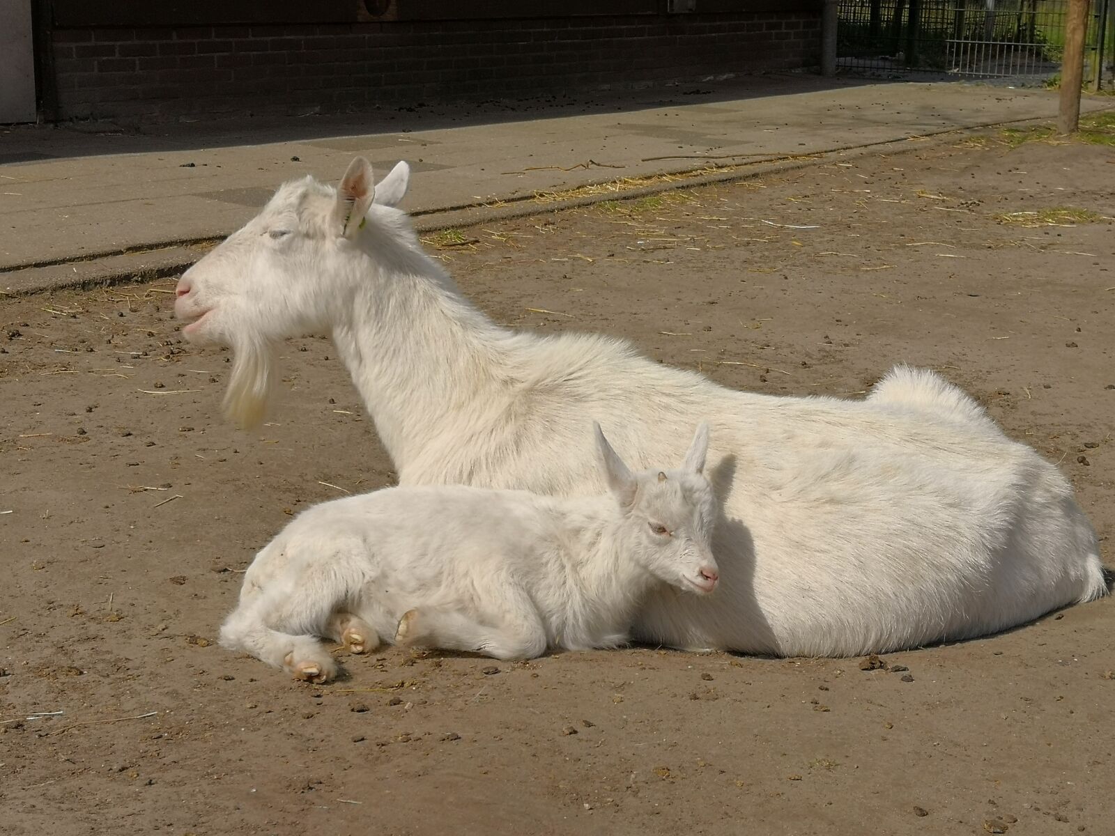 HUAWEI Mate 10 Pro sample photo. Goat, petting, farm photography