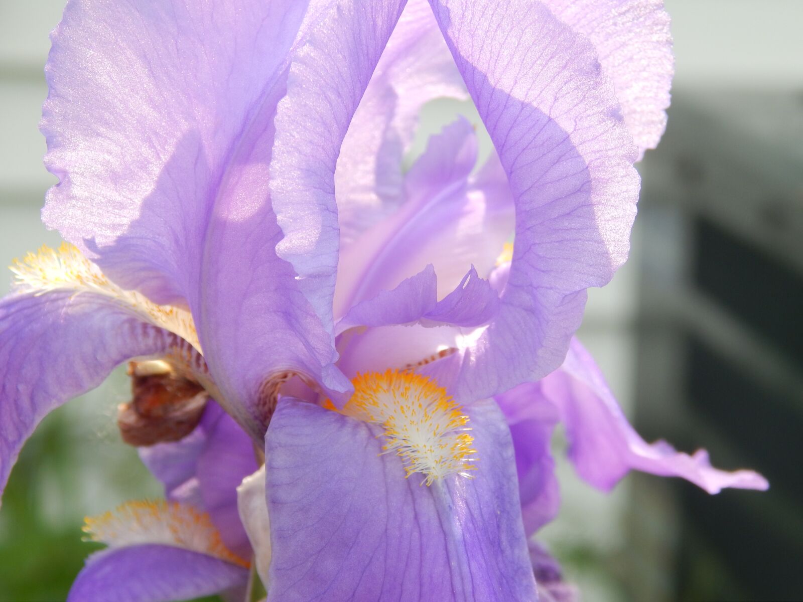 Nikon Coolpix L820 sample photo. Iris, flower, lavender photography