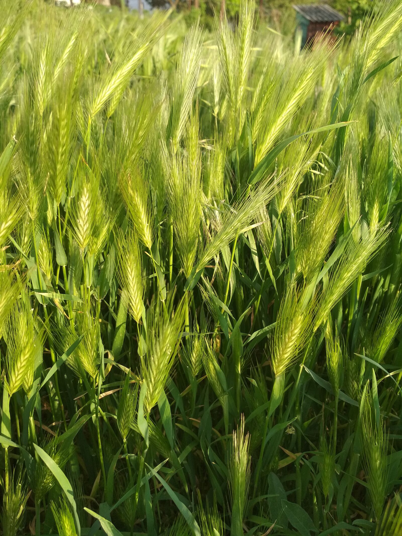 Xiaomi Redmi 4X sample photo. Grass, nature, greens photography