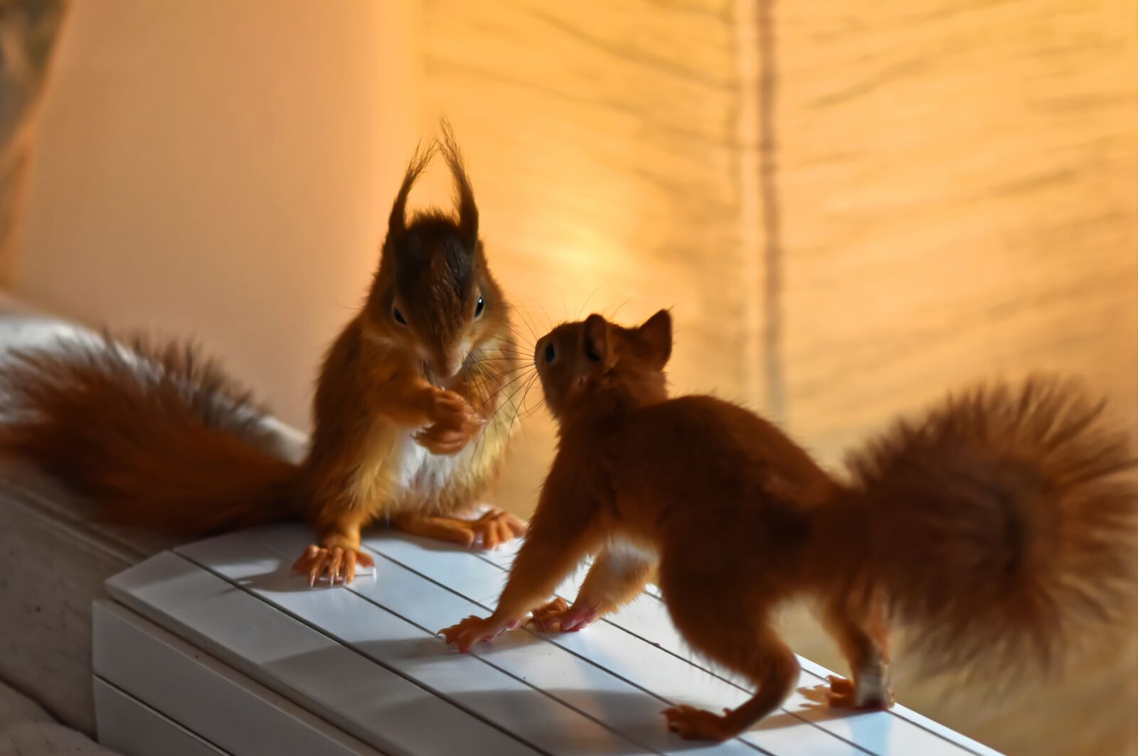 Nikon D7200 sample photo. Squirrel, young animal, small photography