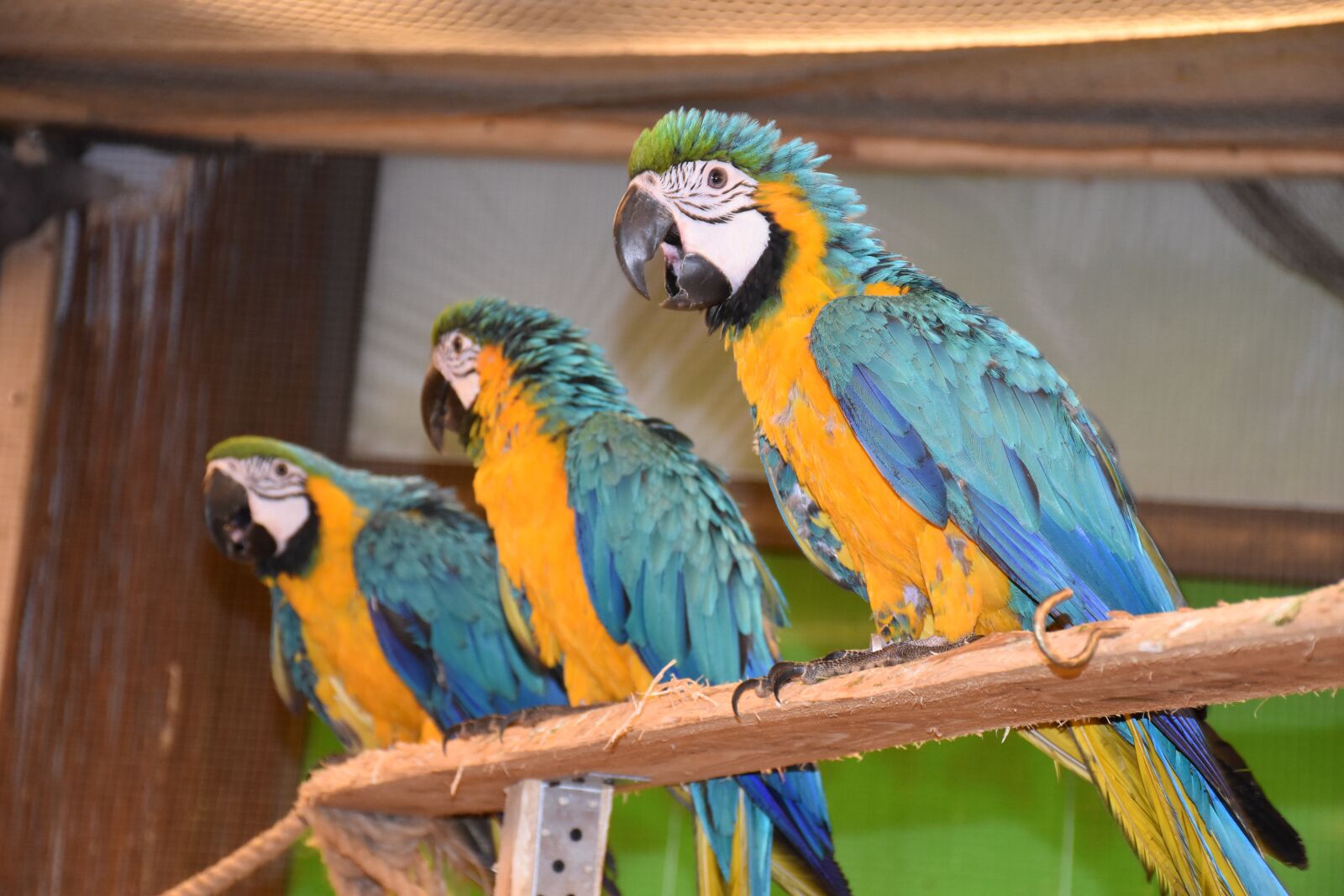 Nikon D5500 sample photo. Parrot, ara, bird photography