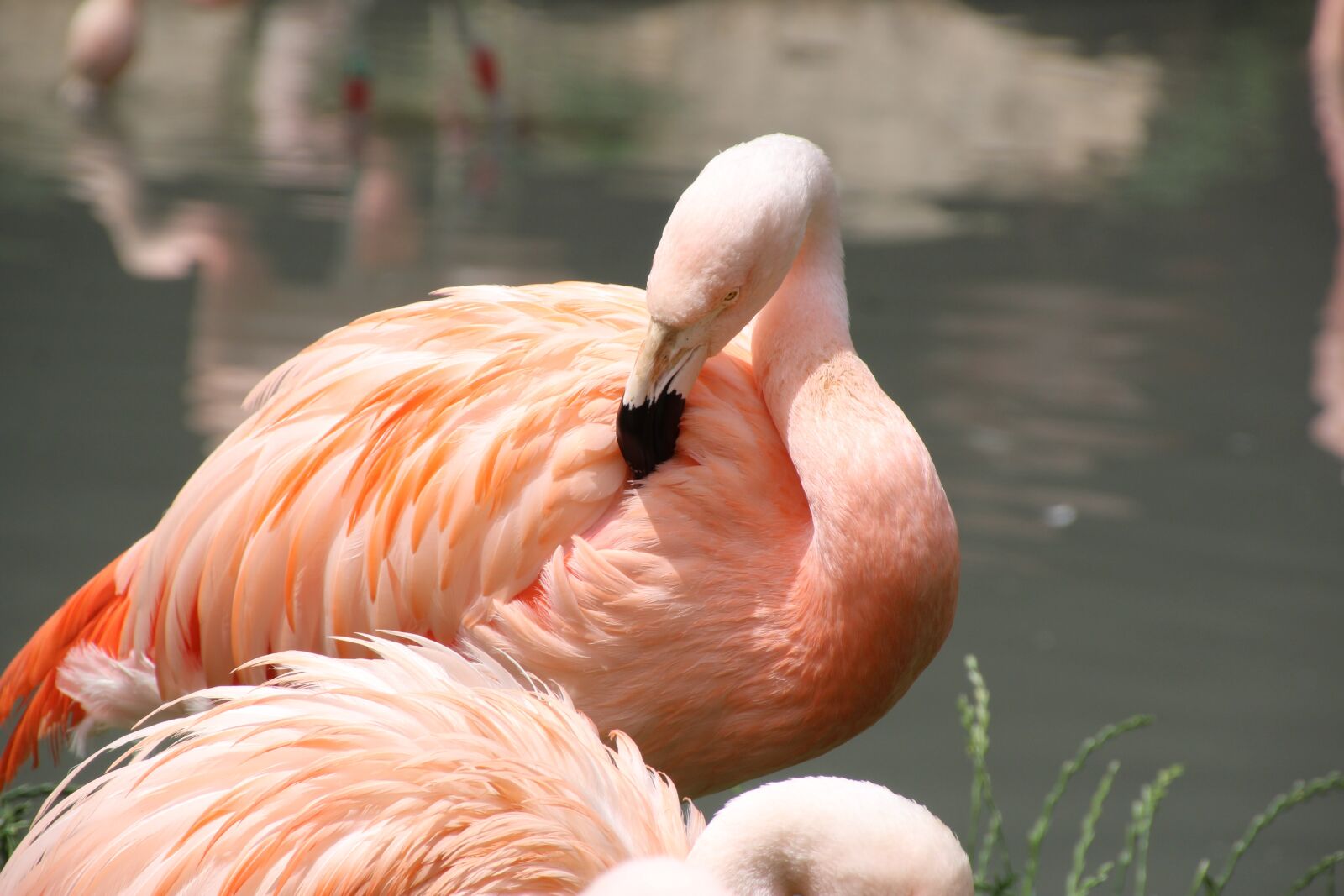 Canon EOS 1200D (EOS Rebel T5 / EOS Kiss X70 / EOS Hi) sample photo. Flamingo, pink, pink flamingo photography
