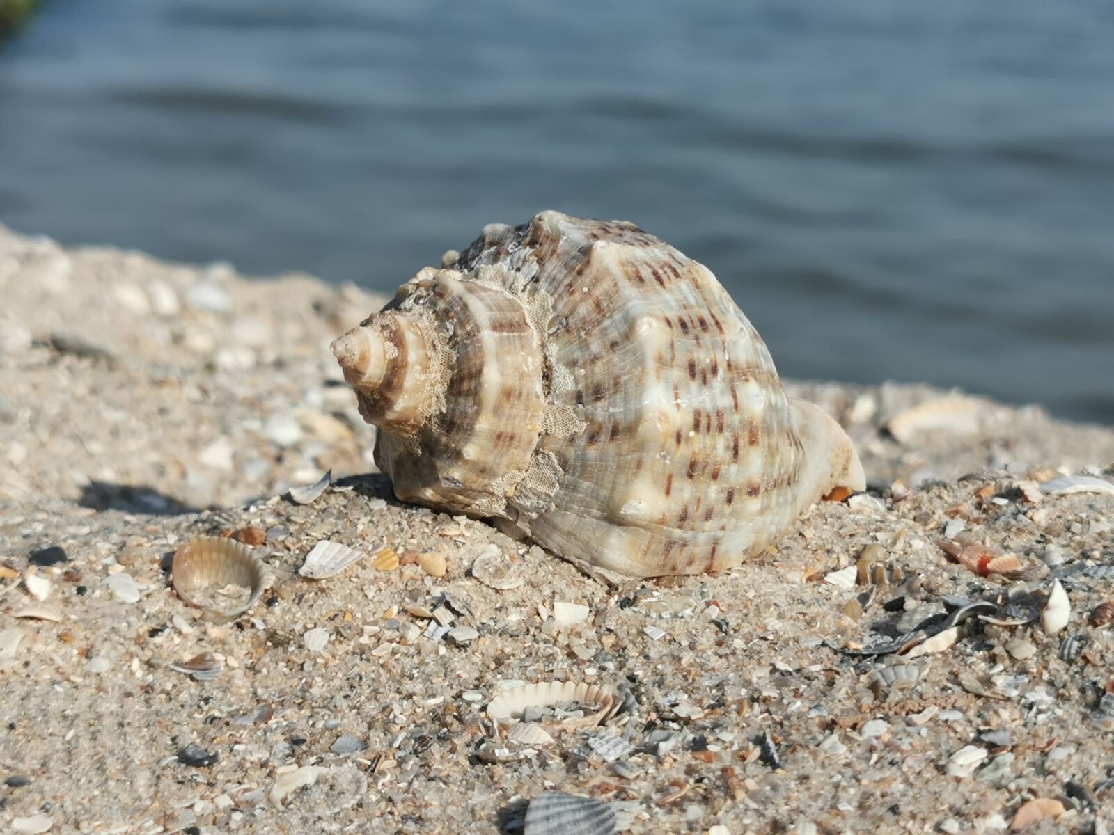 HUAWEI P30 Pro sample photo. Shell, sea, sand photography