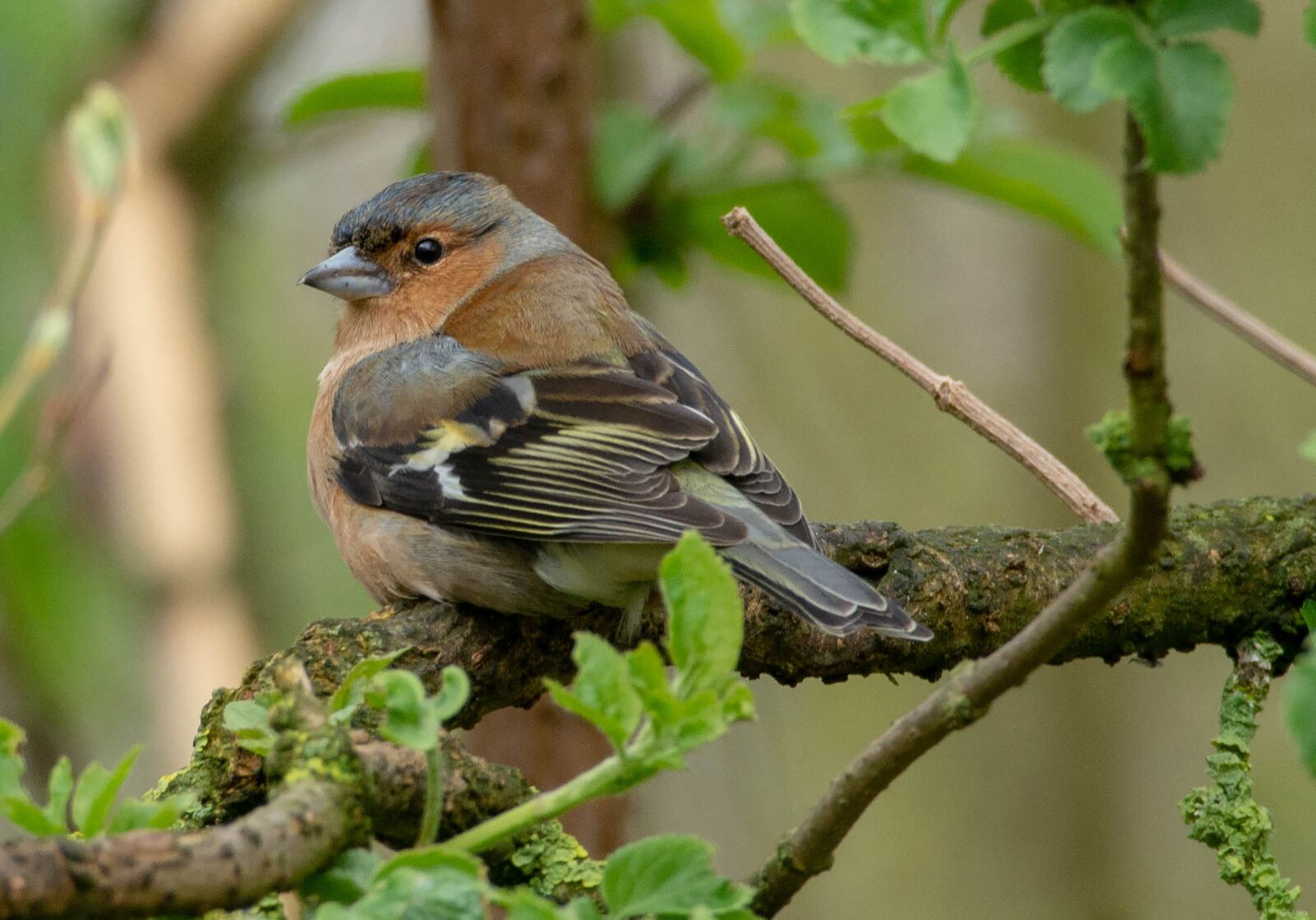 Nikon D7100 sample photo. Birds, nature, chaffinch photography