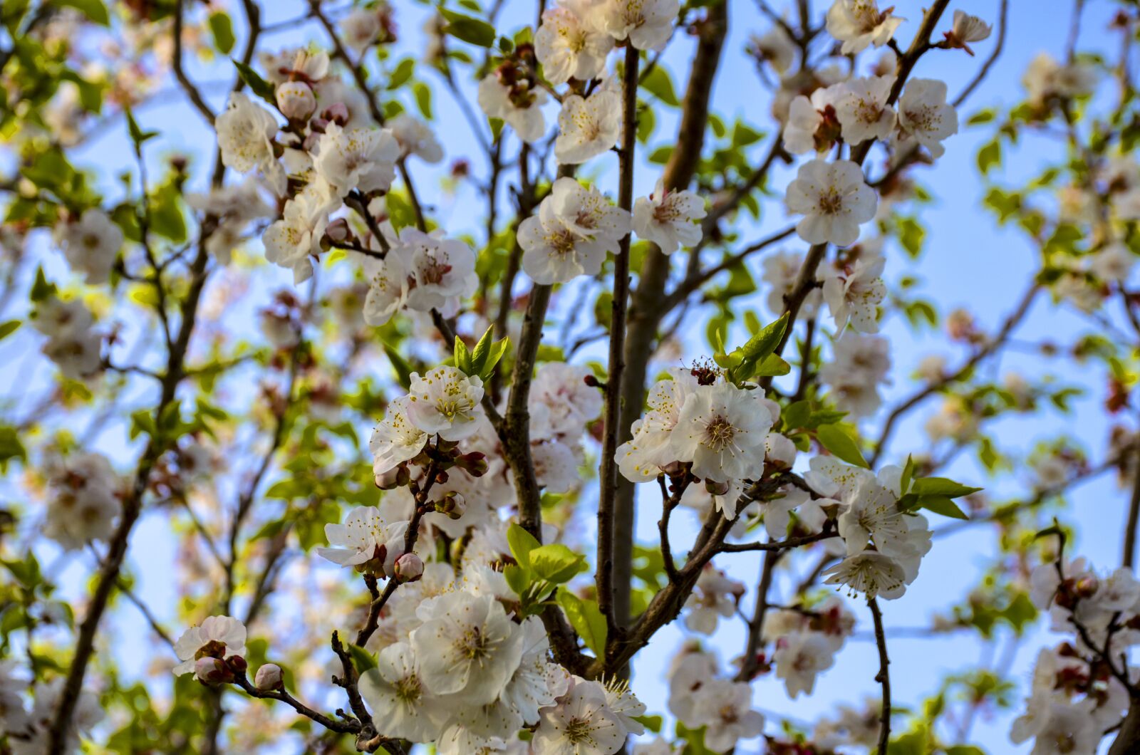 Nikon D7000 sample photo. Apple flowers, blooming, blossom photography