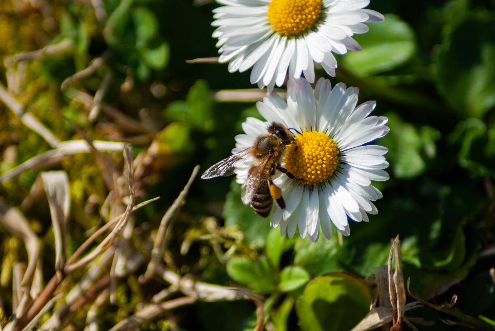 Nikon D60 sample photo. Bee, honey, insect photography