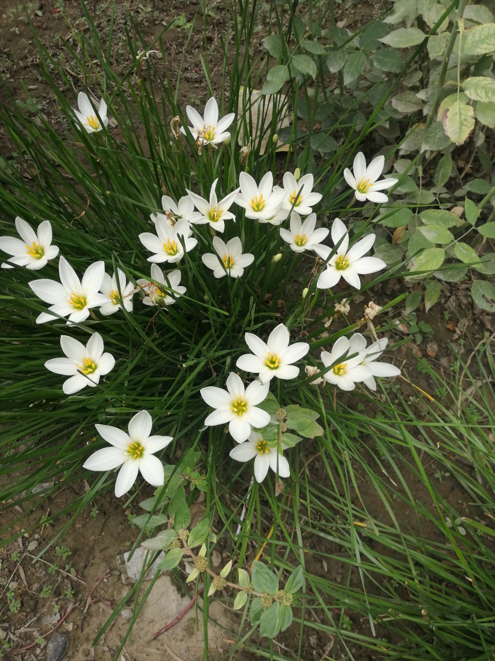 HUAWEI Honor 8x sample photo. White, flowers, nature photography